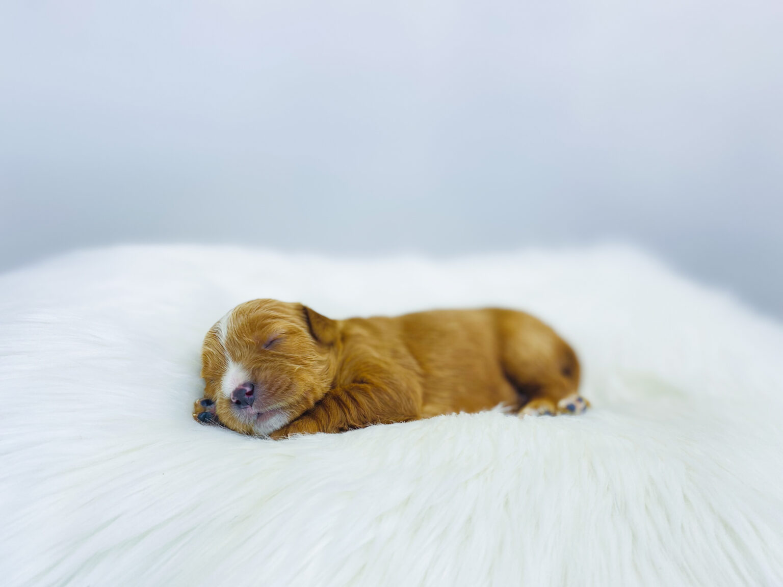 I am just a tiny baby and would love to join your family soon! Of course, you can’t see how cute and curly I will be when I get older, so the Dog Club will send updated photos when I am about 6 to 7 weeks old, if you choose to adopt me. Infant puppy deposits are refundable or transferrable.