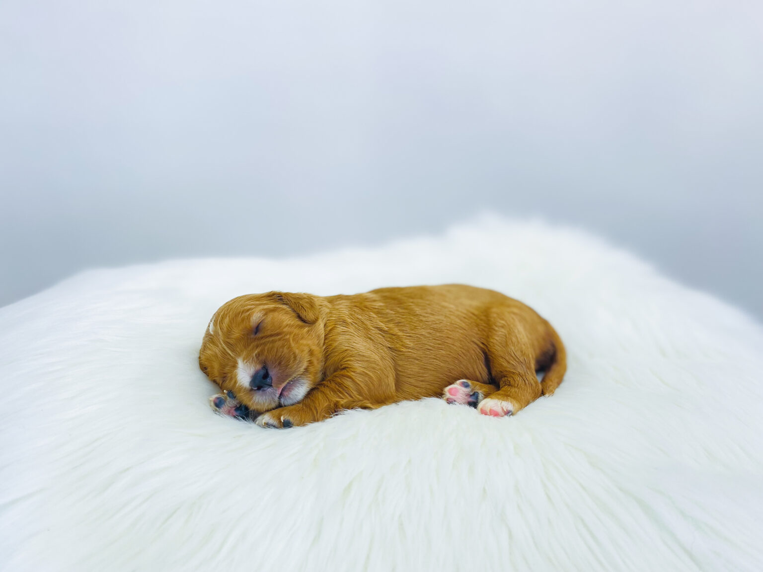 I am just a tiny baby and would love to join your family soon! Of course, you can’t see how cute and curly I will be when I get older, so the Dog Club will send updated photos when I am about 6 to 7 weeks old, if you choose to adopt me. Infant puppy deposits are refundable or transferrable.