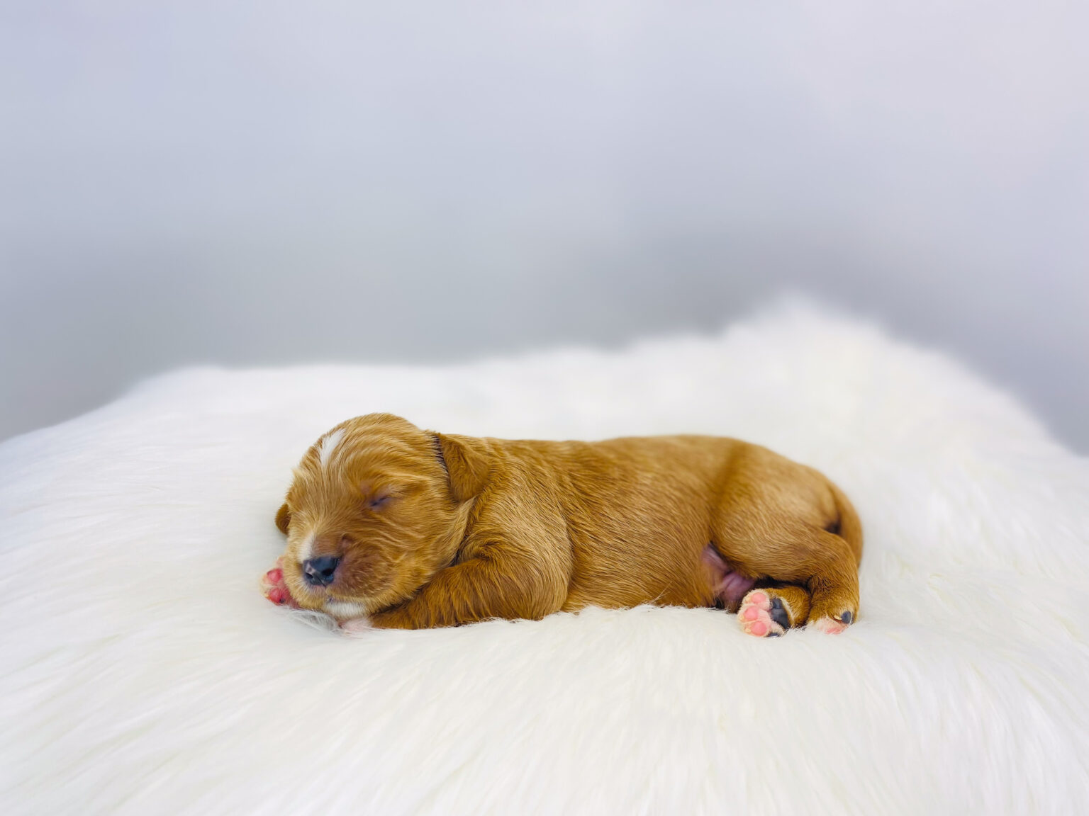 I am just a tiny baby and would love to join your family soon! Of course, you can’t see how cute and curly I will be when I get older, so the Dog Club will send updated photos when I am about 6 to 7 weeks old, if you choose to adopt me. Infant puppy deposits are refundable or transferrable.