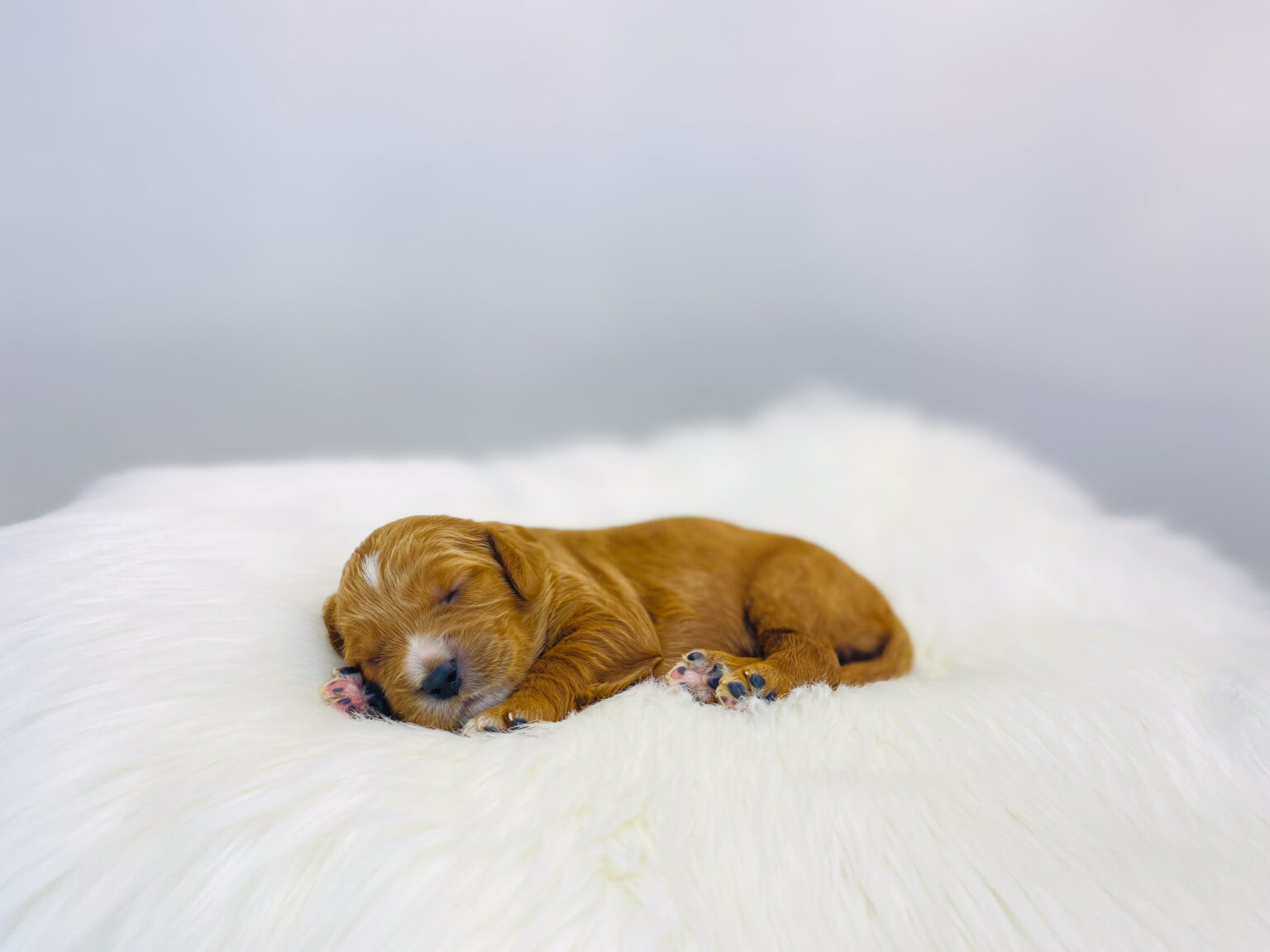 I am just a tiny baby and would love to join your family soon! Of course, you can’t see how cute and curly I will be when I get older, so the Dog Club will send updated photos when I am about 6 to 7 weeks old, if you choose to adopt me. Infant puppy deposits are refundable or transferrable.