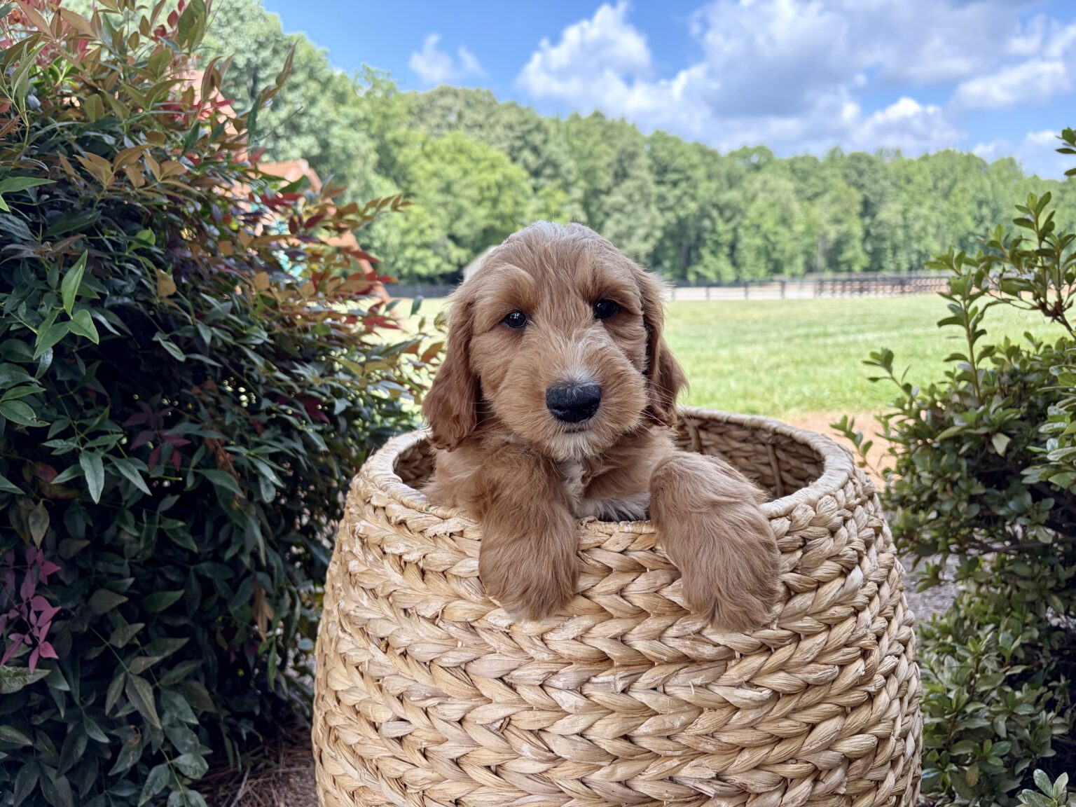 I am just a tiny baby and would love to join your family soon! Of course, you can’t see how cute and curly I will be when I get older, so the Dog Club will send updated photos when I am about 6 to 7 weeks old, if you choose to adopt me. Infant puppy deposits are refundable or transferrable.