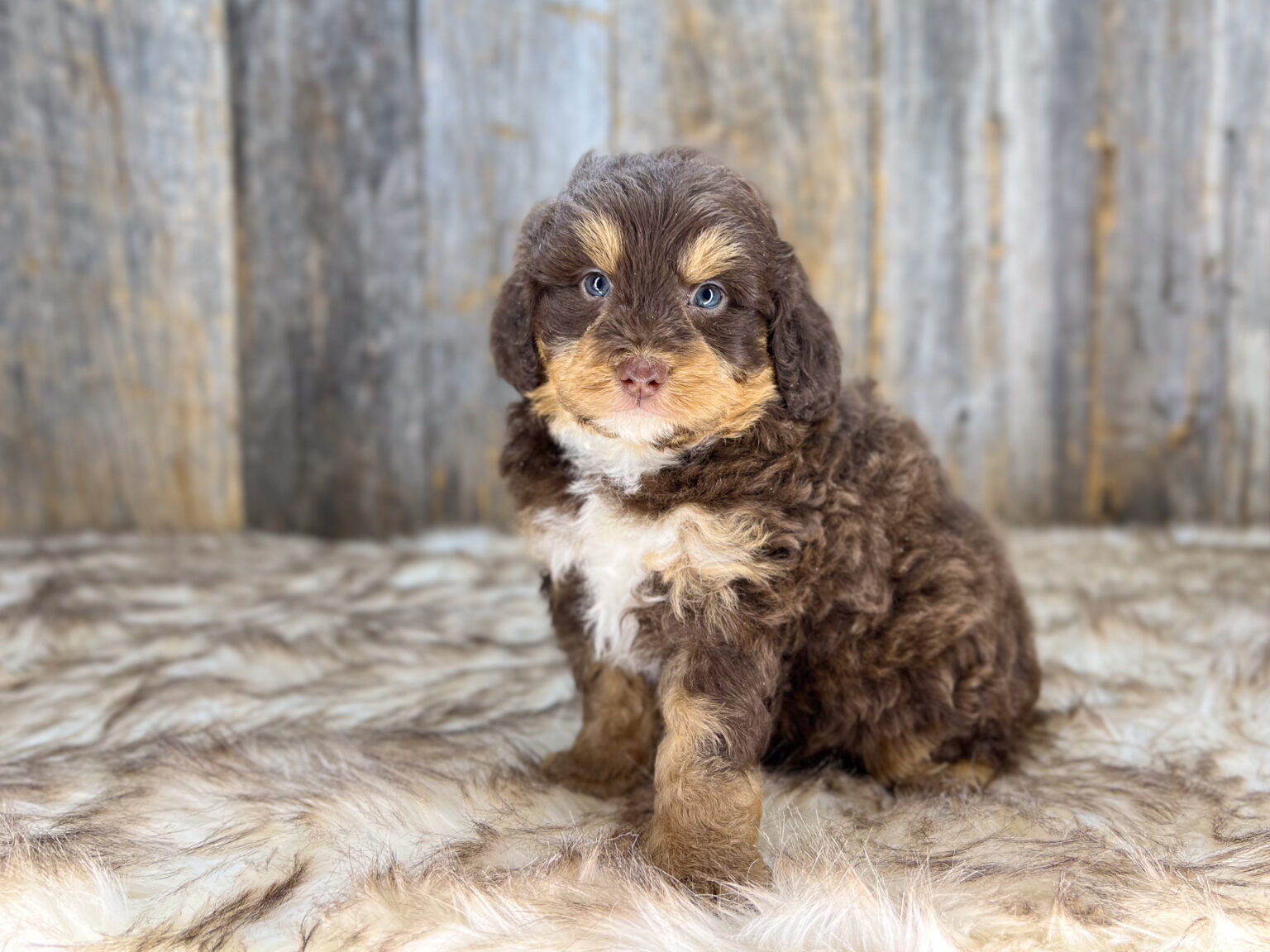 I am just a tiny baby and would love to join your family soon! Of course, you can’t see how cute and curly I will be when I get older, so the Dog Club will send updated photos when I am about 6 to 7 weeks old, if you choose to adopt me. Infant puppy deposits are refundable or transferrable.