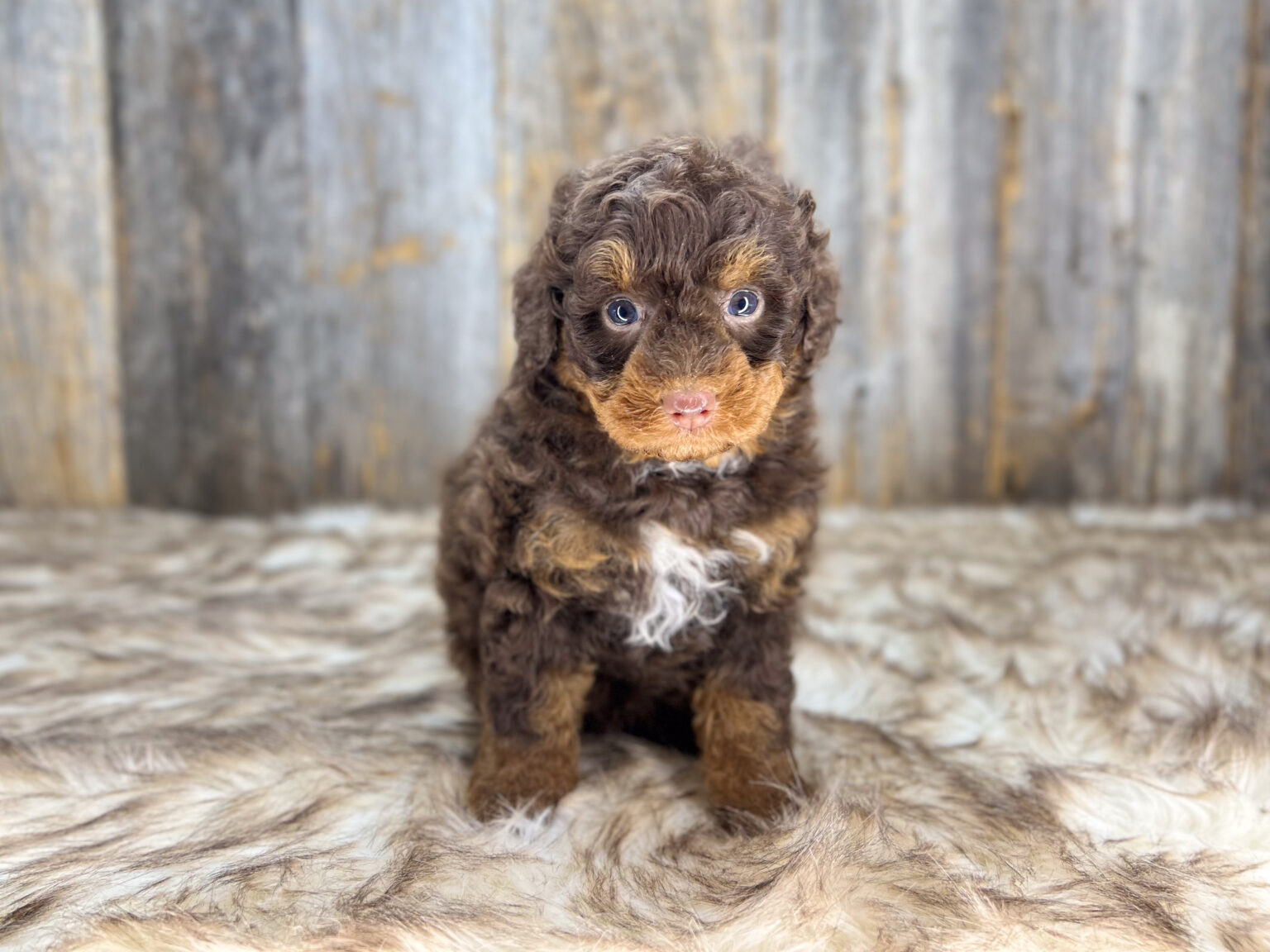 I am just a tiny baby and would love to join your family soon! Of course, you can’t see how cute and curly I will be when I get older, so the Dog Club will send updated photos when I am about 6 to 7 weeks old, if you choose to adopt me. Infant puppy deposits are refundable or transferrable.