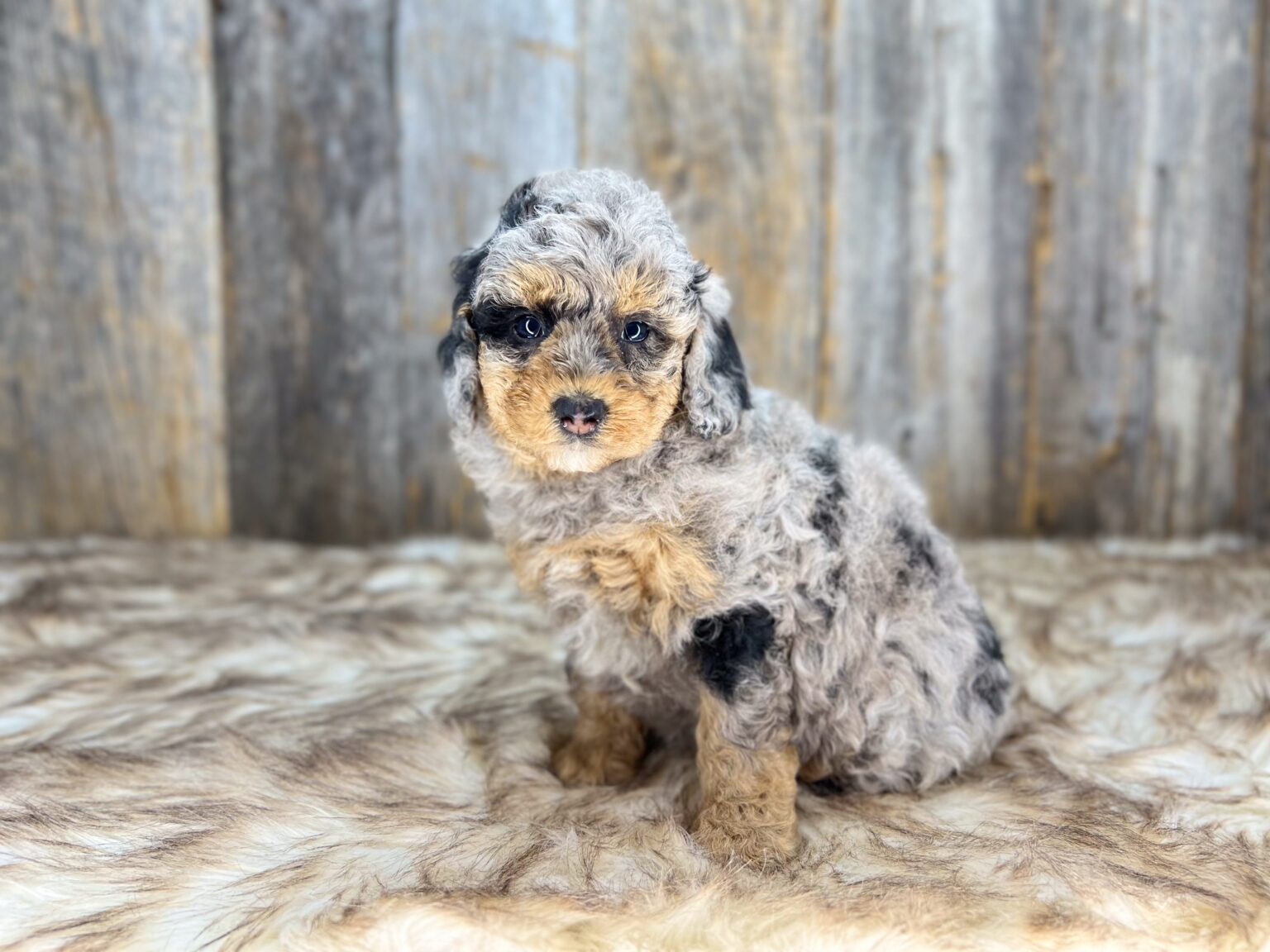 I am just a tiny baby and would love to join your family soon! Of course, you can’t see how cute and curly I will be when I get older, so the Dog Club will send updated photos when I am about 6 to 7 weeks old, if you choose to adopt me. Infant puppy deposits are refundable or transferrable.