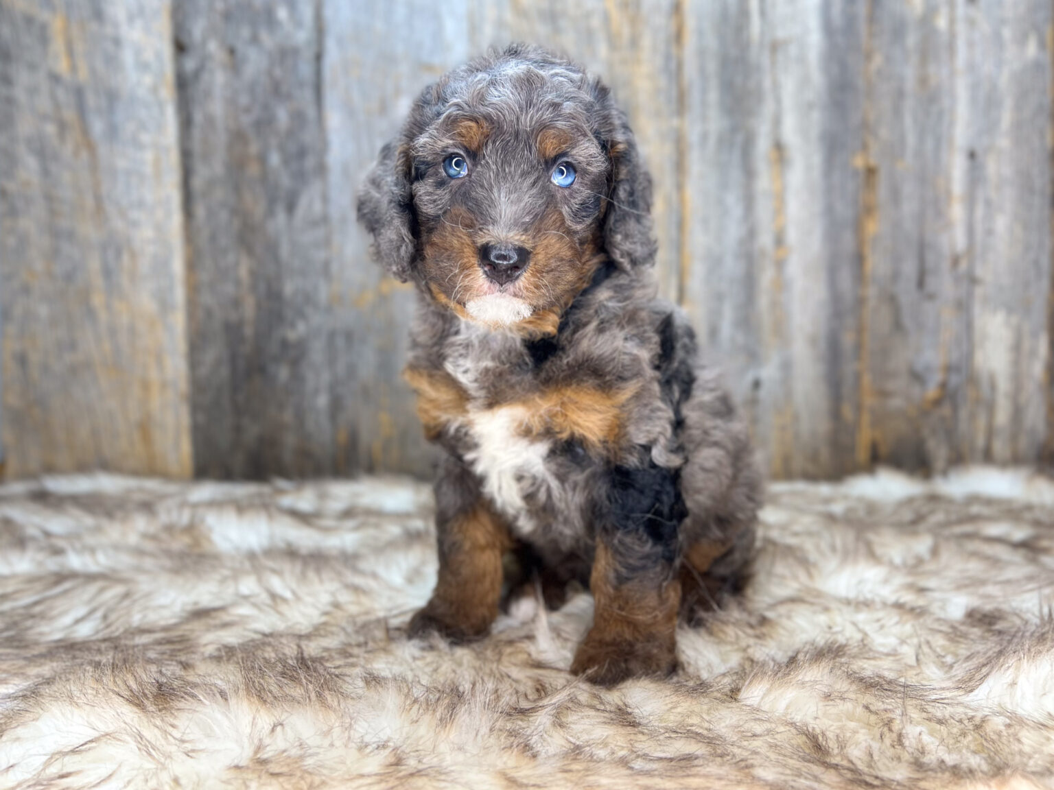 I am just a tiny baby and would love to join your family soon! Of course, you can’t see how cute and curly I will be when I get older, so the Dog Club will send updated photos when I am about 6 to 7 weeks old, if you choose to adopt me. Infant puppy deposits are refundable or transferrable.