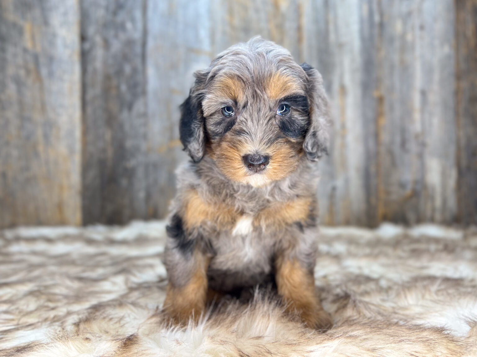 I am just a tiny baby and would love to join your family soon! Of course, you can’t see how cute and curly I will be when I get older, so the Dog Club will send updated photos when I am about 6 to 7 weeks old, if you choose to adopt me. Infant puppy deposits are refundable or transferrable.