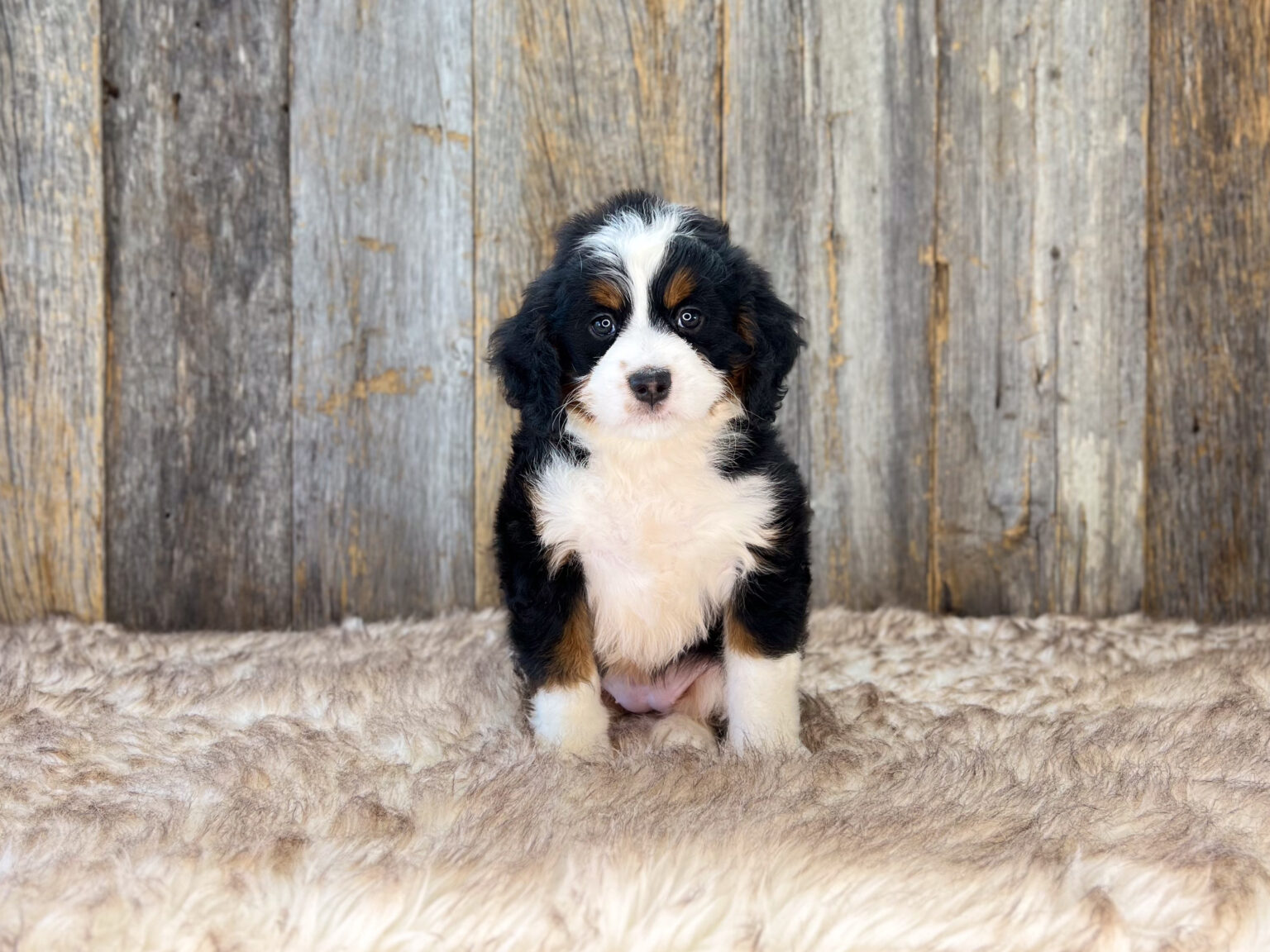 I am just a tiny baby and would love to join your family soon! Of course, you can’t see how cute and curly I will be when I get older, so the Dog Club will send updated photos when I am about 6 to 7 weeks old, if you choose to adopt me. Infant puppy deposits are refundable or transferrable.
