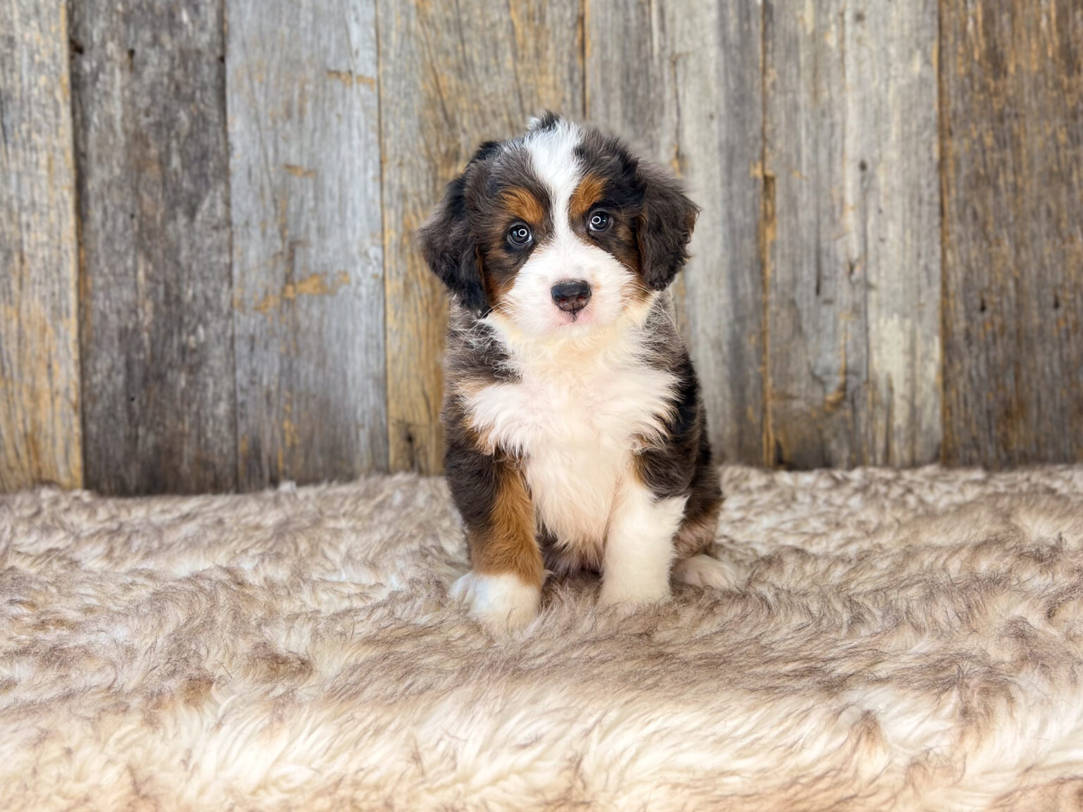 I am just a tiny baby and would love to join your family soon! Of course, you can’t see how cute and curly I will be when I get older, so the Dog Club will send updated photos when I am about 6 to 7 weeks old, if you choose to adopt me. Infant puppy deposits are refundable or transferrable.