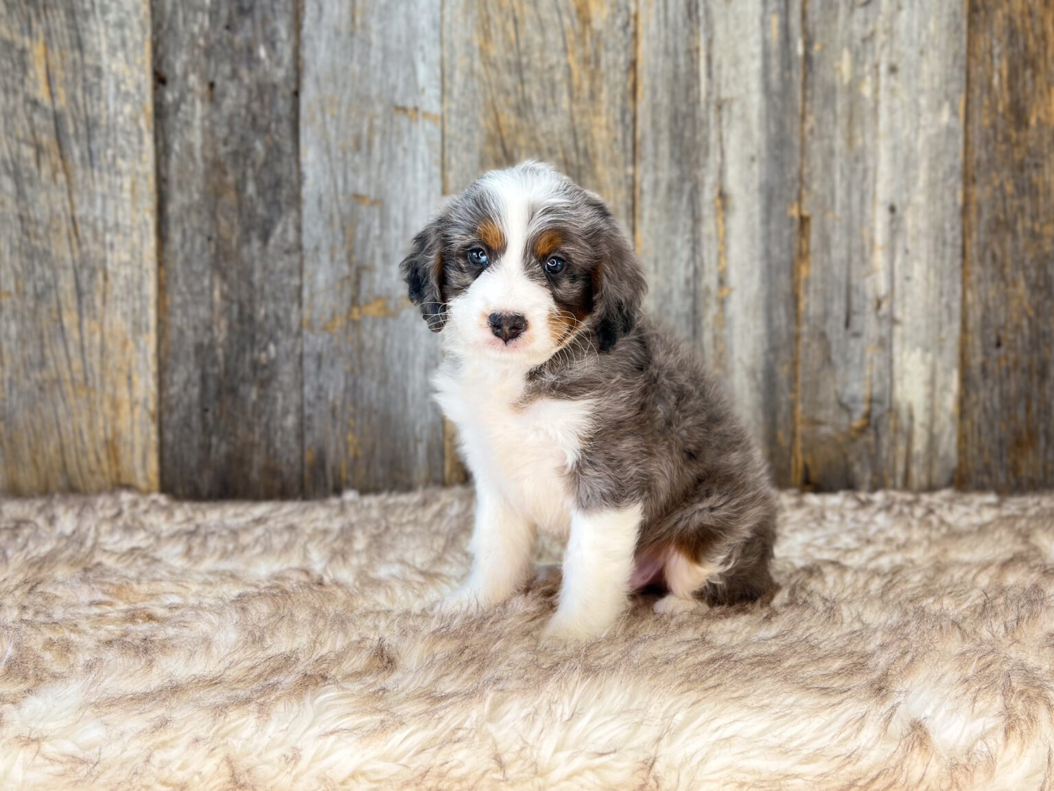 I am just a tiny baby and would love to join your family soon! Of course, you can’t see how cute and curly I will be when I get older, so the Dog Club will send updated photos when I am about 6 to 7 weeks old, if you choose to adopt me. Infant puppy deposits are refundable or transferrable.