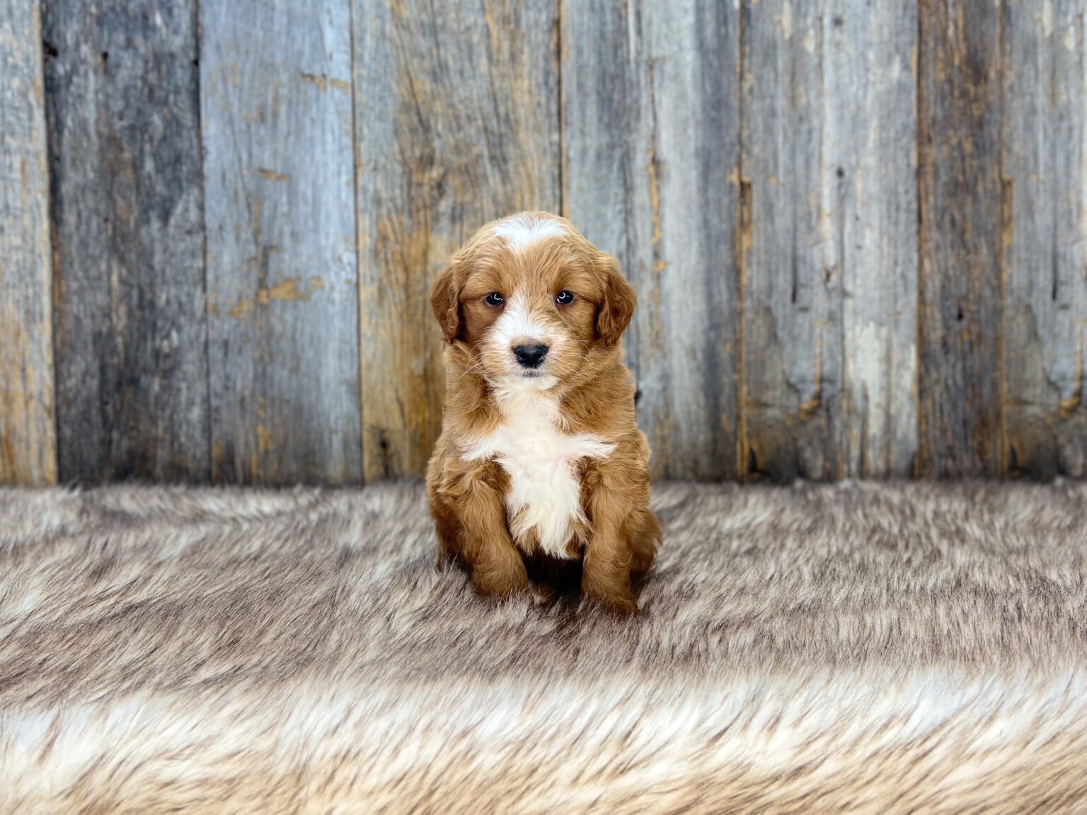 I am just a tiny baby and would love to join your family soon! Of course, you can’t see how cute and curly I will be when I get older, so the Dog Club will send updated photos when I am about 6 to 7 weeks old, if you choose to adopt me. Infant puppy deposits are refundable or transferrable.