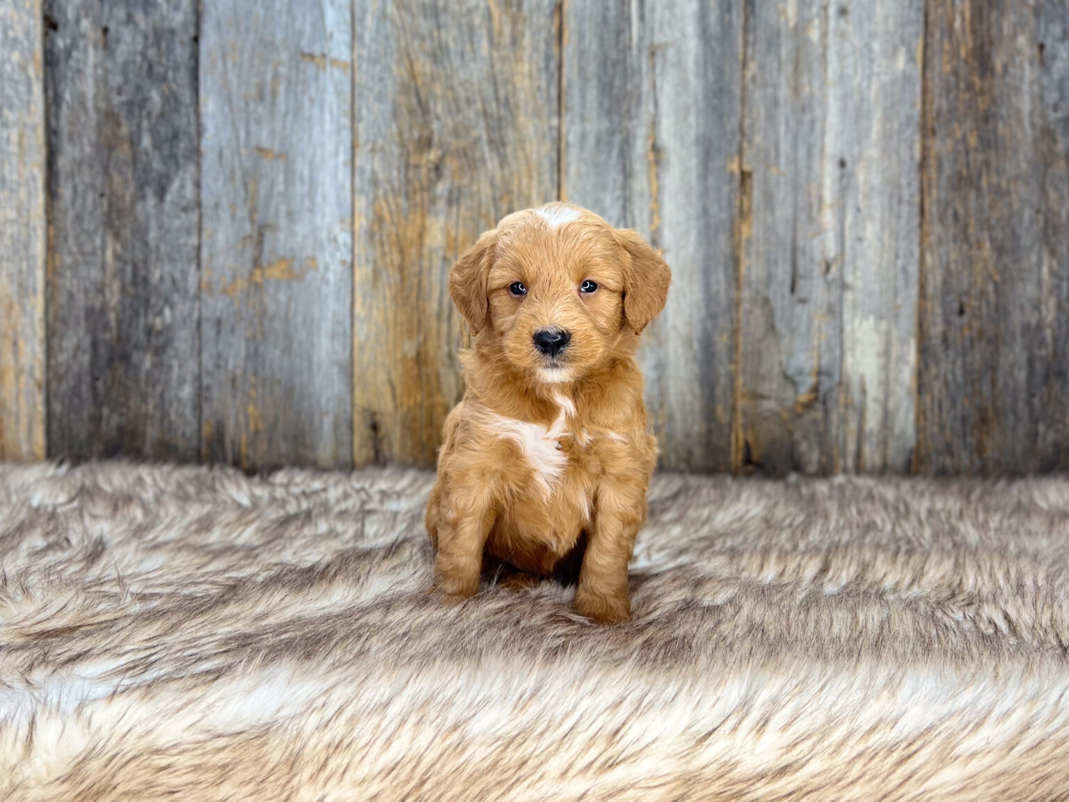 I am just a tiny baby and would love to join your family soon! Of course, you can’t see how cute and curly I will be when I get older, so the Dog Club will send updated photos when I am about 6 to 7 weeks old, if you choose to adopt me. Infant puppy deposits are refundable or transferrable.