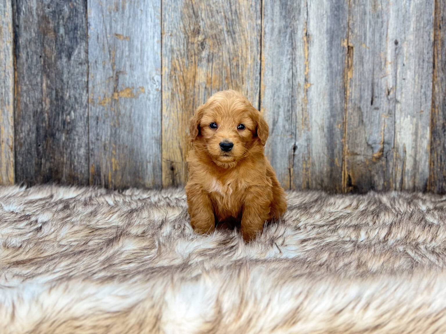 I am just a tiny baby and would love to join your family soon! Of course, you can’t see how cute and curly I will be when I get older, so the Dog Club will send updated photos when I am about 6 to 7 weeks old, if you choose to adopt me. Infant puppy deposits are refundable or transferrable.