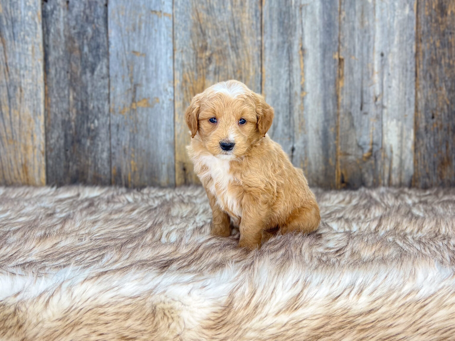 I am just a tiny baby and would love to join your family soon! Of course, you can’t see how cute and curly I will be when I get older, so the Dog Club will send updated photos when I am about 6 to 7 weeks old, if you choose to adopt me. Infant puppy deposits are refundable or transferrable.