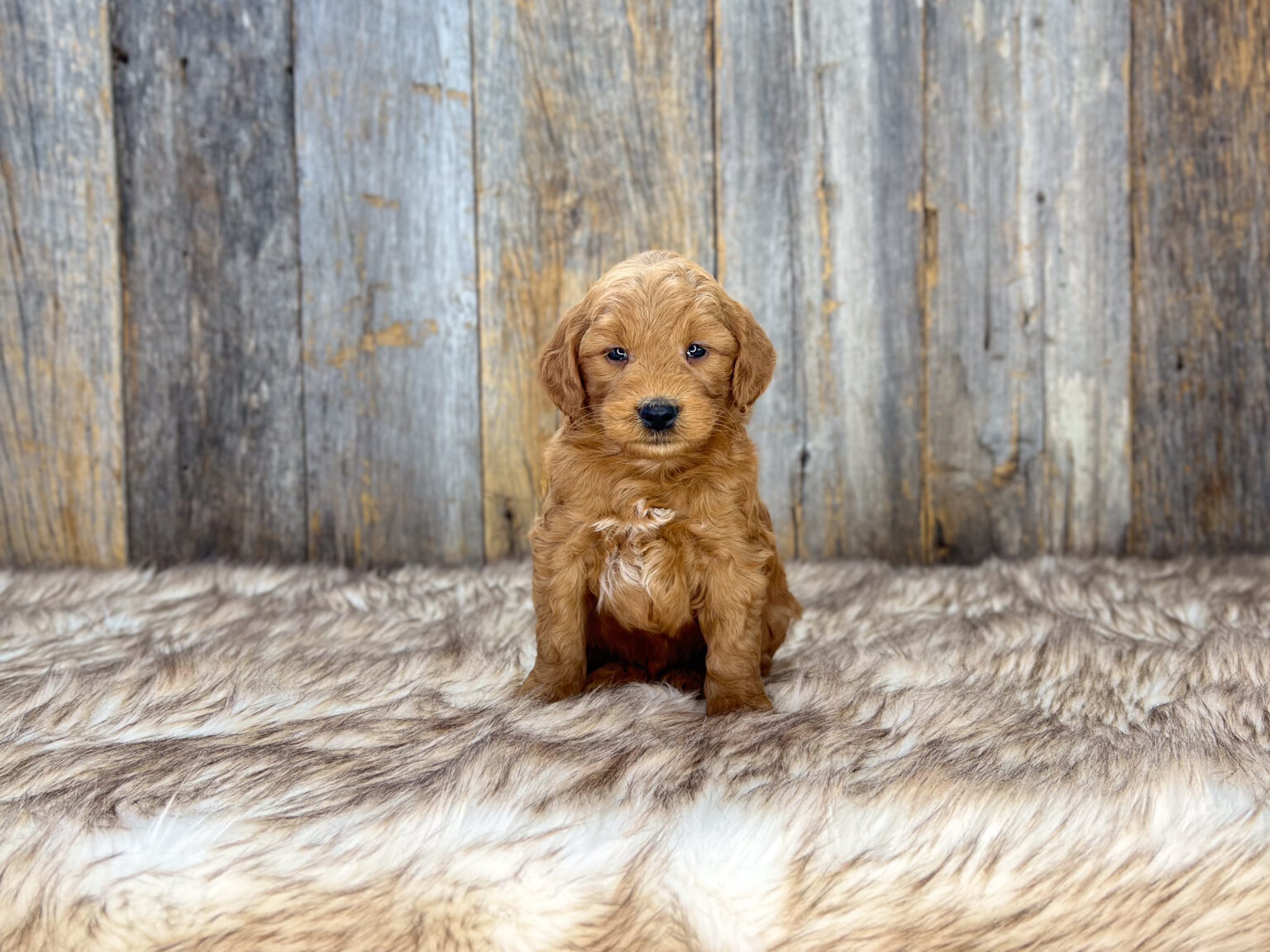 I am just a tiny baby and would love to join your family soon! Of course, you can’t see how cute and curly I will be when I get older, so the Dog Club will send updated photos when I am about 6 to 7 weeks old, if you choose to adopt me. Infant puppy deposits are refundable or transferrable.