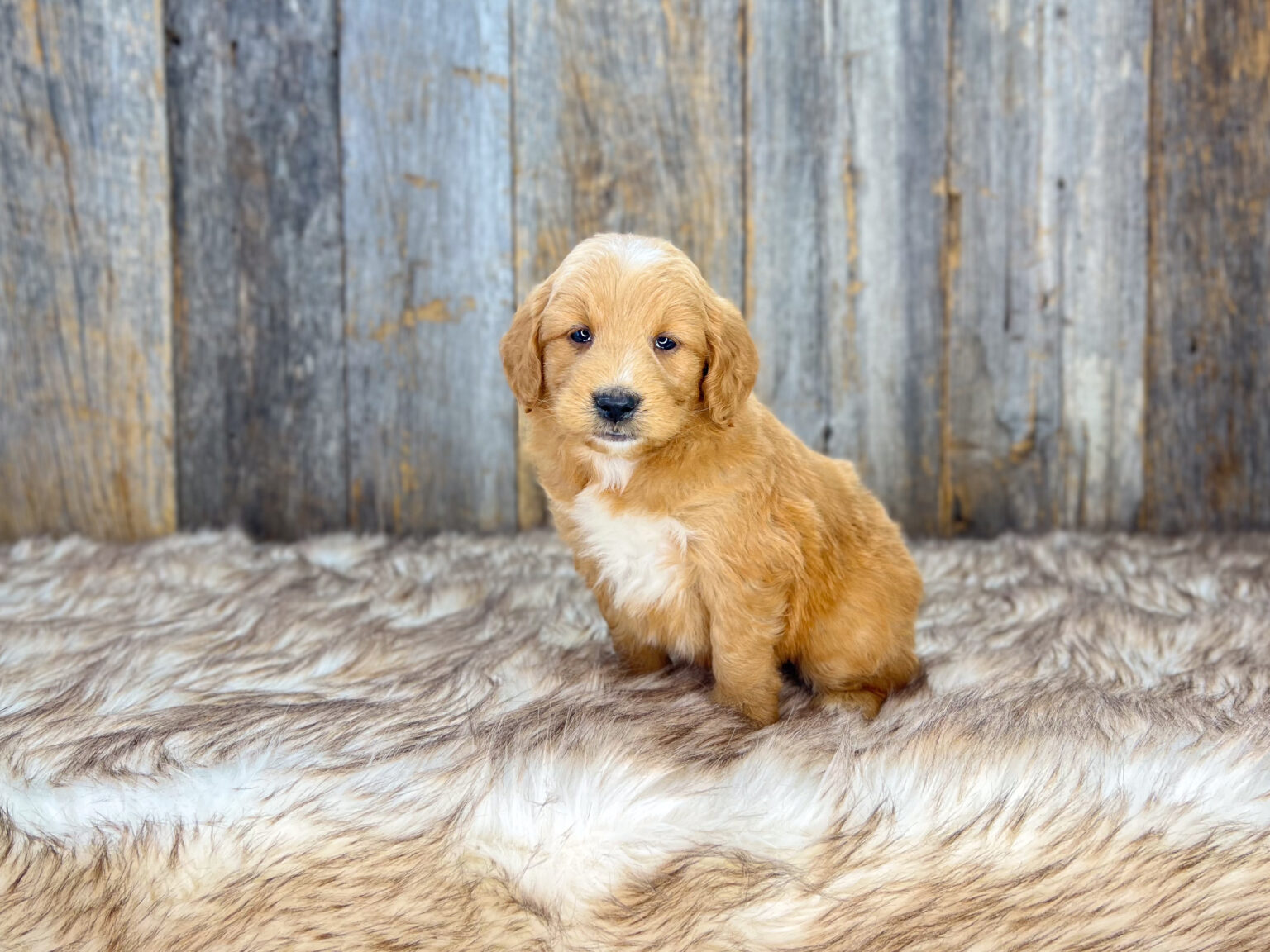 I am just a tiny baby and would love to join your family soon! Of course, you can’t see how cute and curly I will be when I get older, so the Dog Club will send updated photos when I am about 6 to 7 weeks old, if you choose to adopt me. Infant puppy deposits are refundable or transferrable.