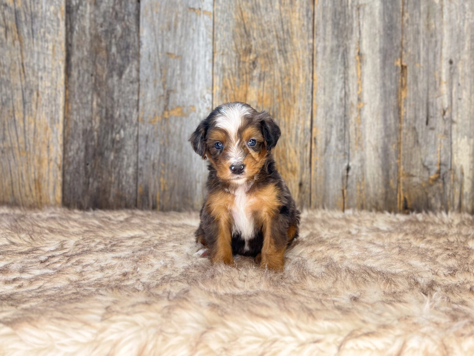 I am just a tiny baby and would love to join your family soon! Of course, you can’t see how cute and curly I will be when I get older, so the Dog Club will send updated photos when I am about 6 to 7 weeks old, if you choose to adopt me. Infant puppy deposits are refundable or transferrable.