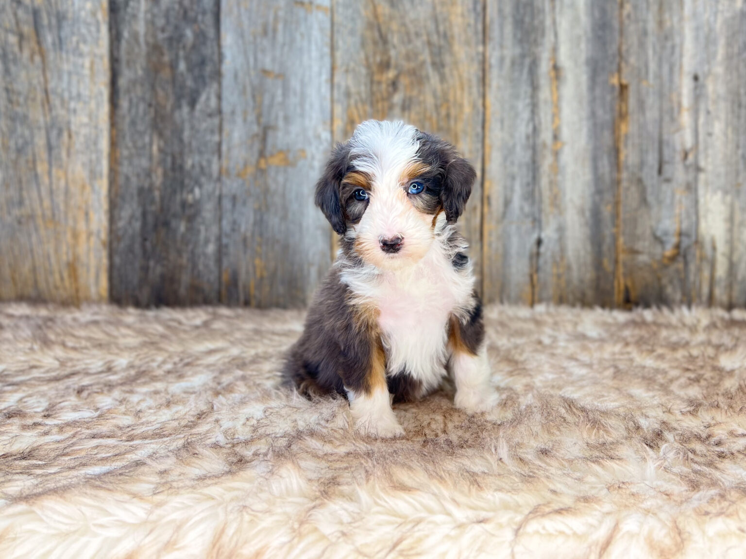 I am just a tiny baby and would love to join your family soon! Of course, you can’t see how cute and curly I will be when I get older, so the Dog Club will send updated photos when I am about 6 to 7 weeks old, if you choose to adopt me. Infant puppy deposits are refundable or transferrable.