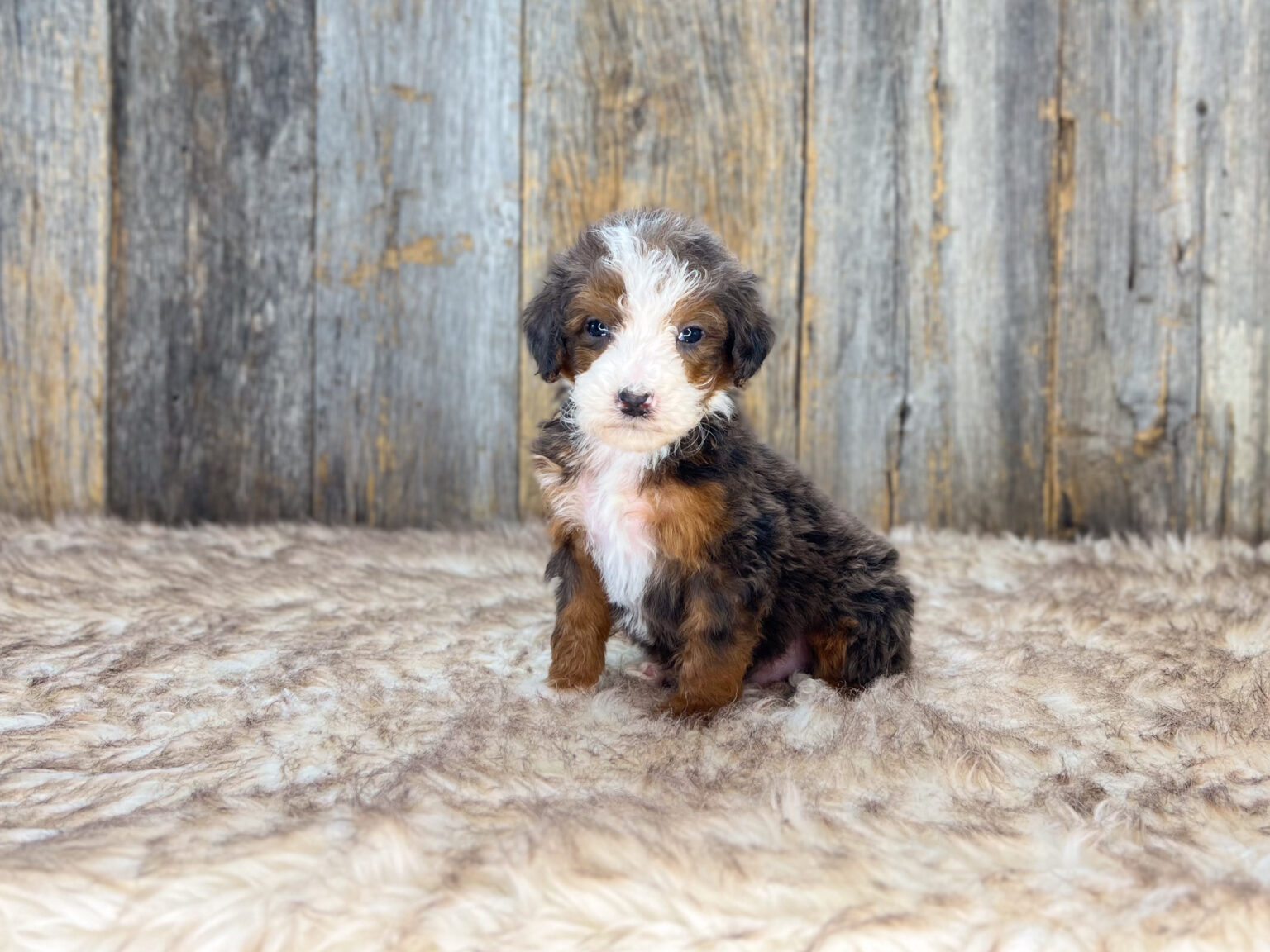 I am just a tiny baby and would love to join your family soon! Of course, you can’t see how cute and curly I will be when I get older, so the Dog Club will send updated photos when I am about 6 to 7 weeks old, if you choose to adopt me. Infant puppy deposits are refundable or transferrable.