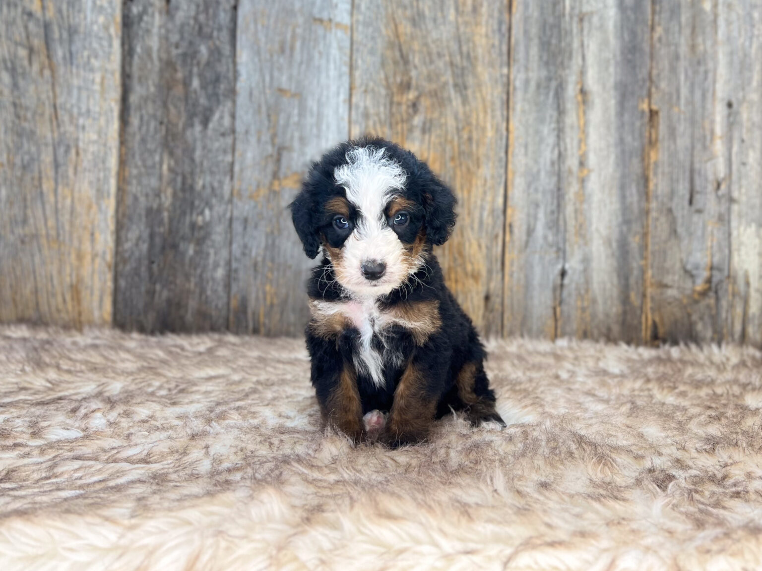 I am just a tiny baby and would love to join your family soon! Of course, you can’t see how cute and curly I will be when I get older, so the Dog Club will send updated photos when I am about 6 to 7 weeks old, if you choose to adopt me. Infant puppy deposits are refundable or transferrable.