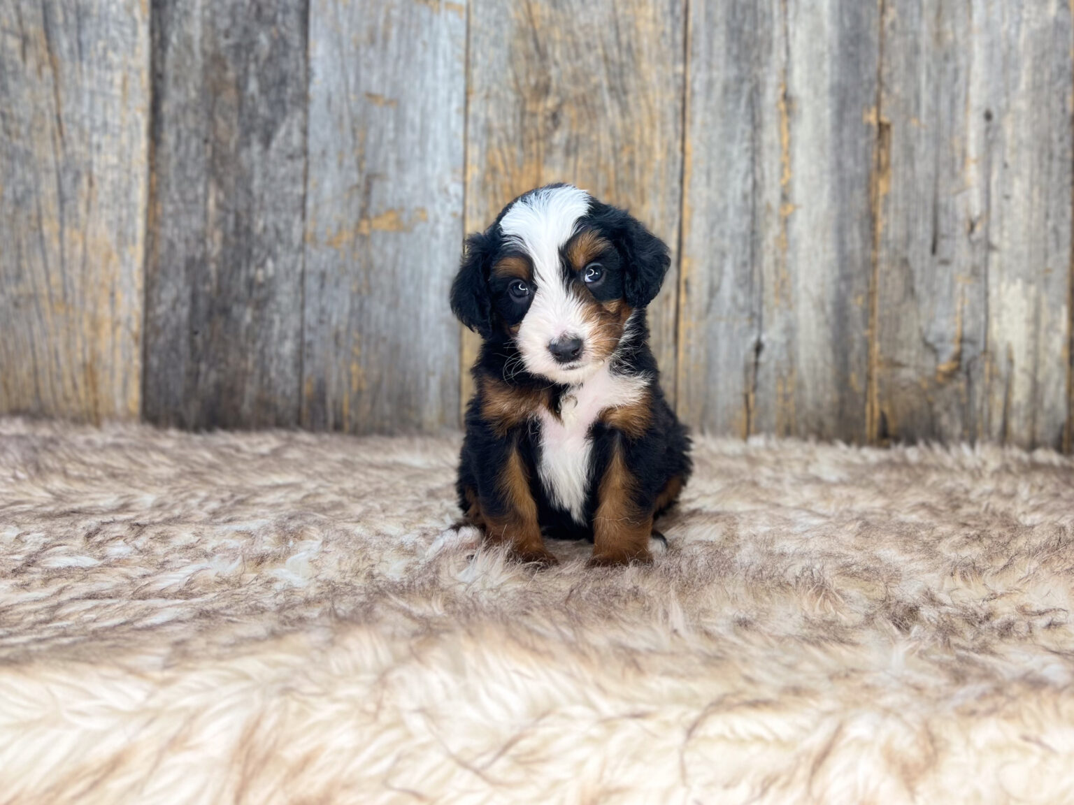 I am just a tiny baby and would love to join your family soon! Of course, you can’t see how cute and curly I will be when I get older, so the Dog Club will send updated photos when I am about 6 to 7 weeks old, if you choose to adopt me. Infant puppy deposits are refundable or transferrable.