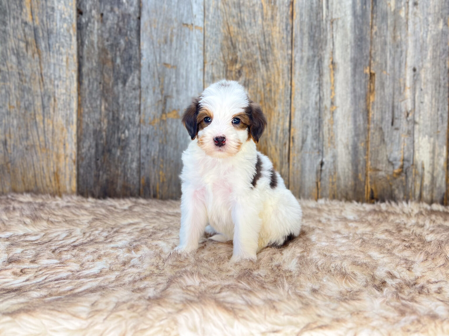 I am just a tiny baby and would love to join your family soon! Of course, you can’t see how cute and curly I will be when I get older, so the Dog Club will send updated photos when I am about 6 to 7 weeks old, if you choose to adopt me. Infant puppy deposits are refundable or transferrable.