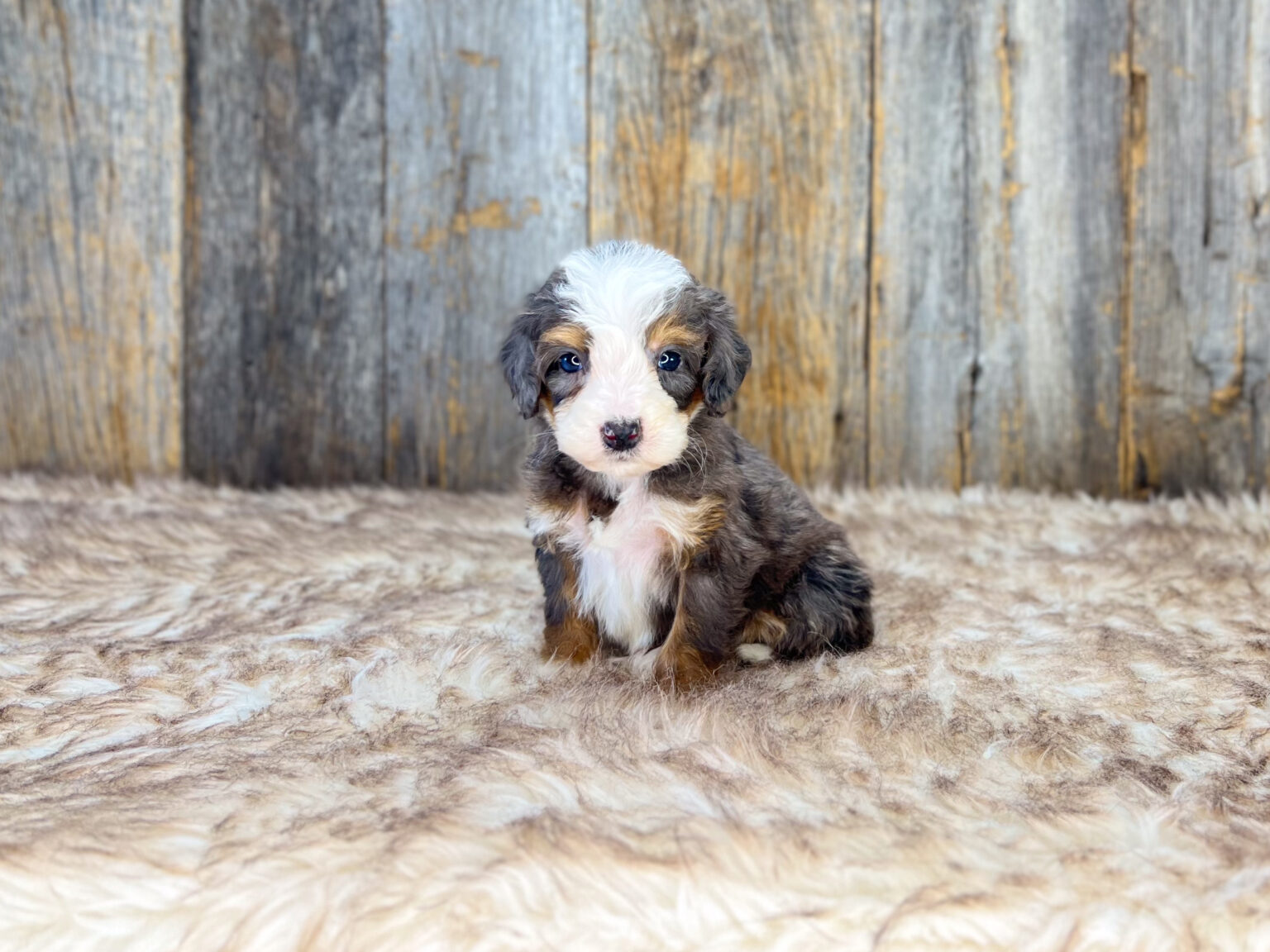 I am just a tiny baby and would love to join your family soon! Of course, you can’t see how cute and curly I will be when I get older, so the Dog Club will send updated photos when I am about 6 to 7 weeks old, if you choose to adopt me. Infant puppy deposits are refundable or transferrable.