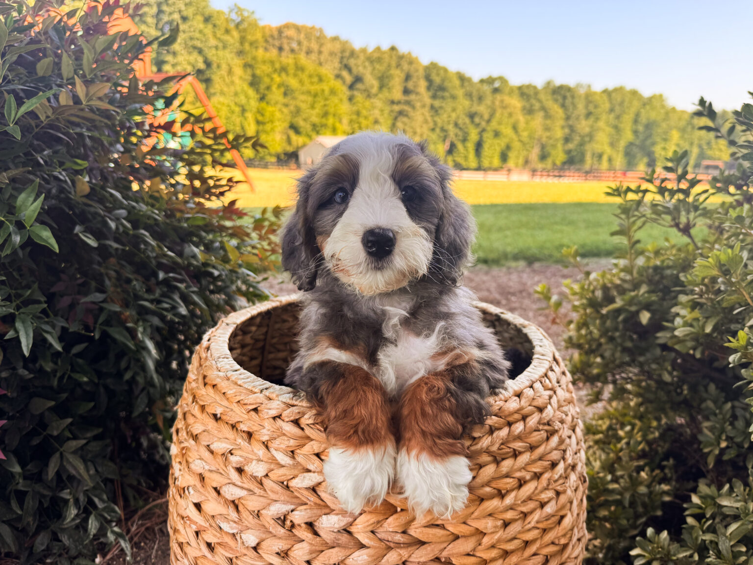 I am just a tiny baby and would love to join your family soon! Of course, you can’t see how cute and curly I will be when I get older, so the Dog Club will send updated photos when I am about 6 to 7 weeks old, if you choose to adopt me. Infant puppy deposits are refundable or transferrable.