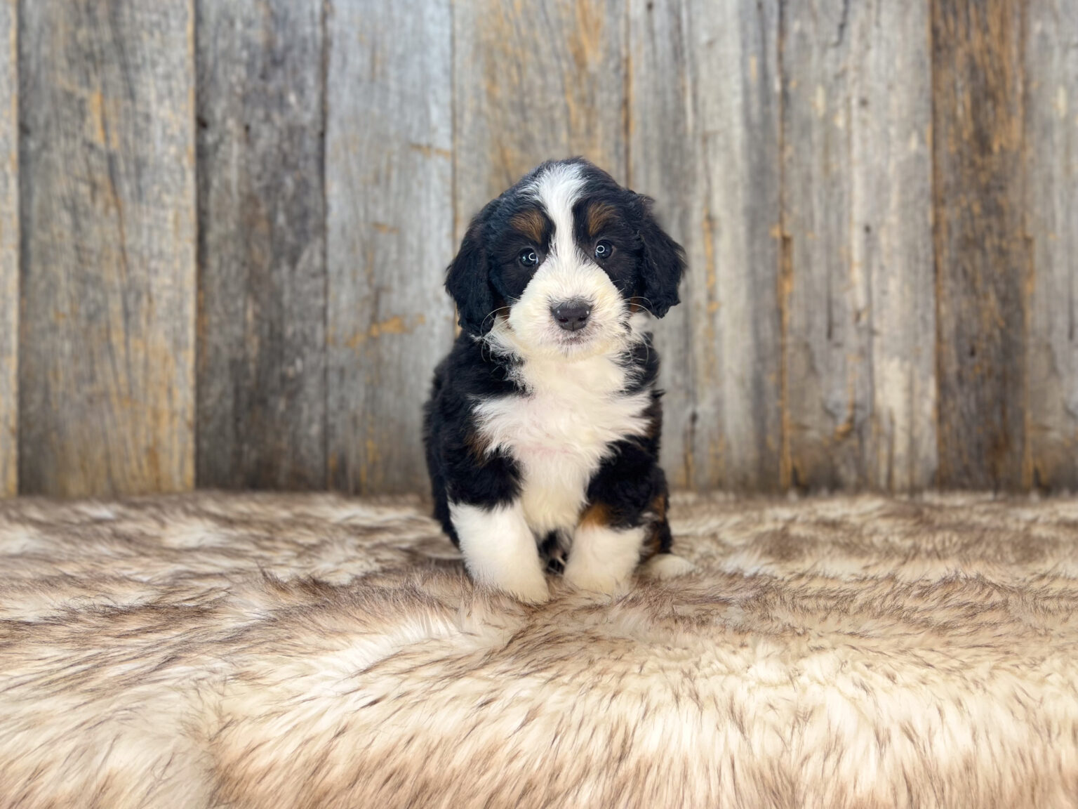 I am just a tiny baby and would love to join your family soon! Of course, you can’t see how cute and curly I will be when I get older, so the Dog Club will send updated photos when I am about 6 to 7 weeks old, if you choose to adopt me. Infant puppy deposits are refundable or transferrable.