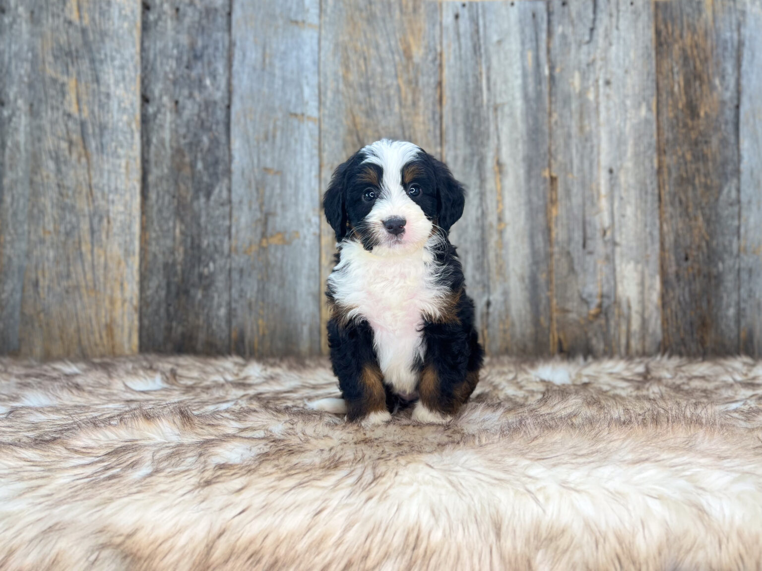 I am just a tiny baby and would love to join your family soon! Of course, you can’t see how cute and curly I will be when I get older, so the Dog Club will send updated photos when I am about 6 to 7 weeks old, if you choose to adopt me. Infant puppy deposits are refundable or transferrable.