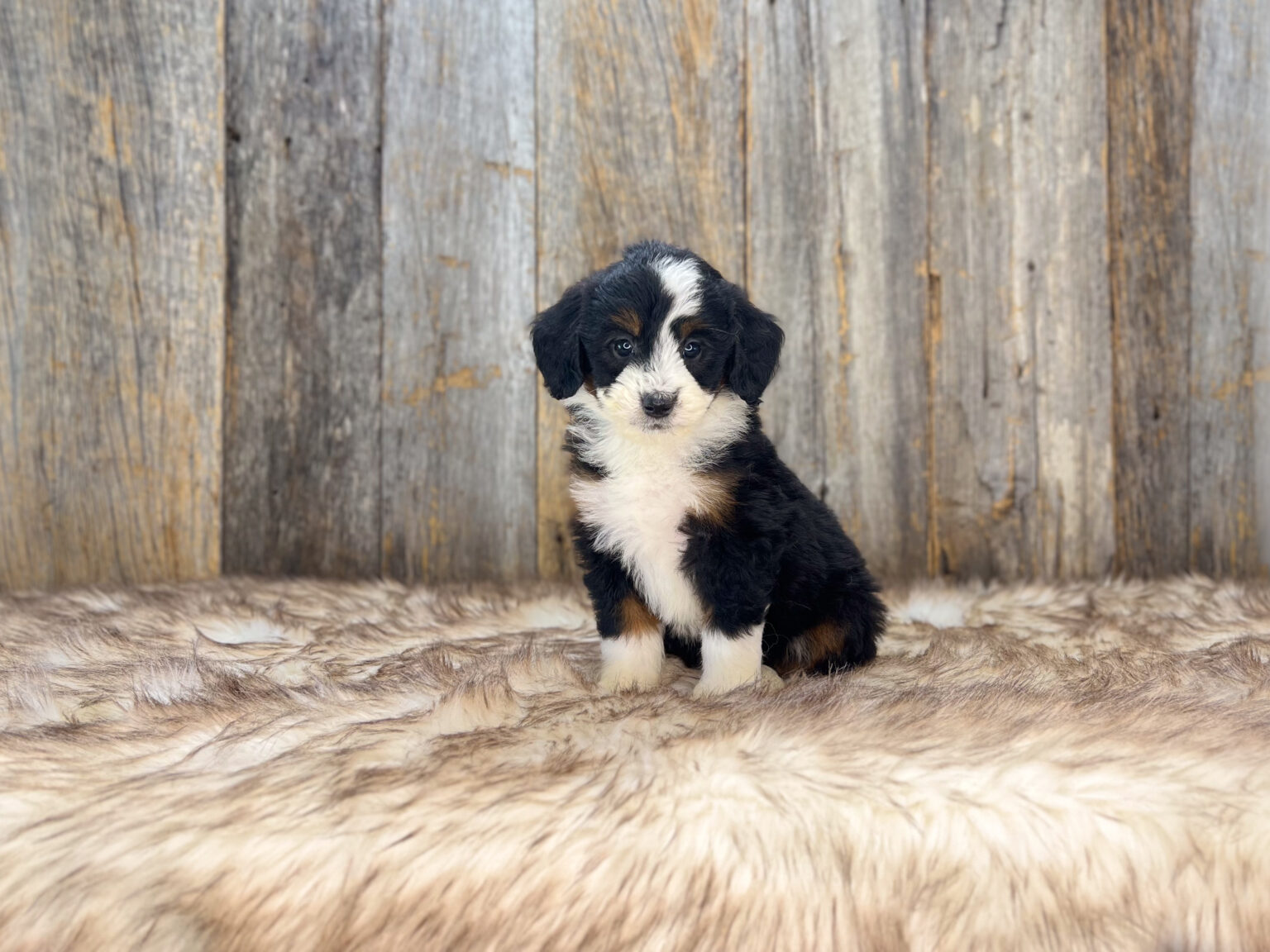 I am just a tiny baby and would love to join your family soon! Of course, you can’t see how cute and curly I will be when I get older, so the Dog Club will send updated photos when I am about 6 to 7 weeks old, if you choose to adopt me. Infant puppy deposits are refundable or transferrable.