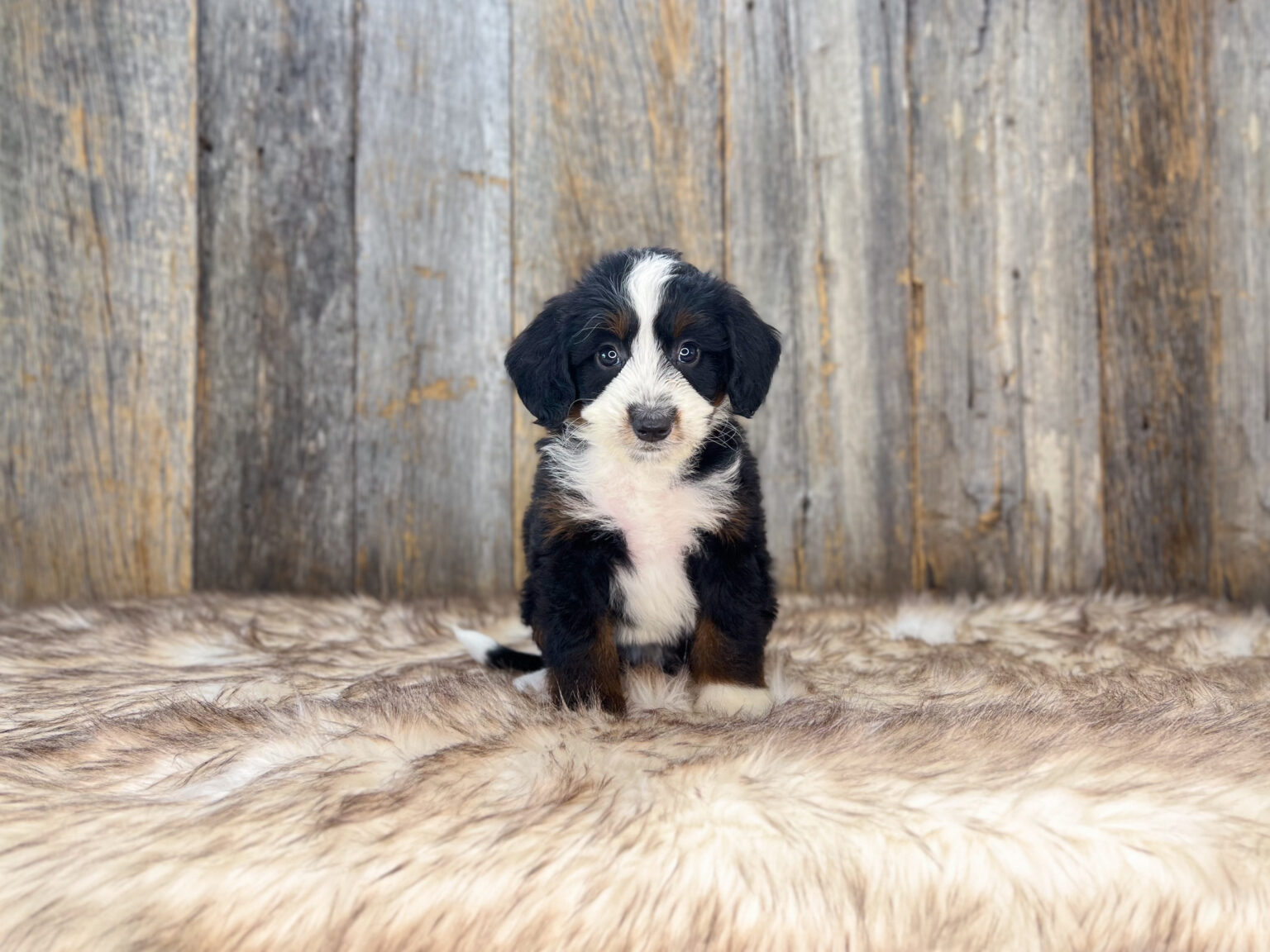 I am just a tiny baby and would love to join your family soon! Of course, you can’t see how cute and curly I will be when I get older, so the Dog Club will send updated photos when I am about 6 to 7 weeks old, if you choose to adopt me. Infant puppy deposits are refundable or transferrable.