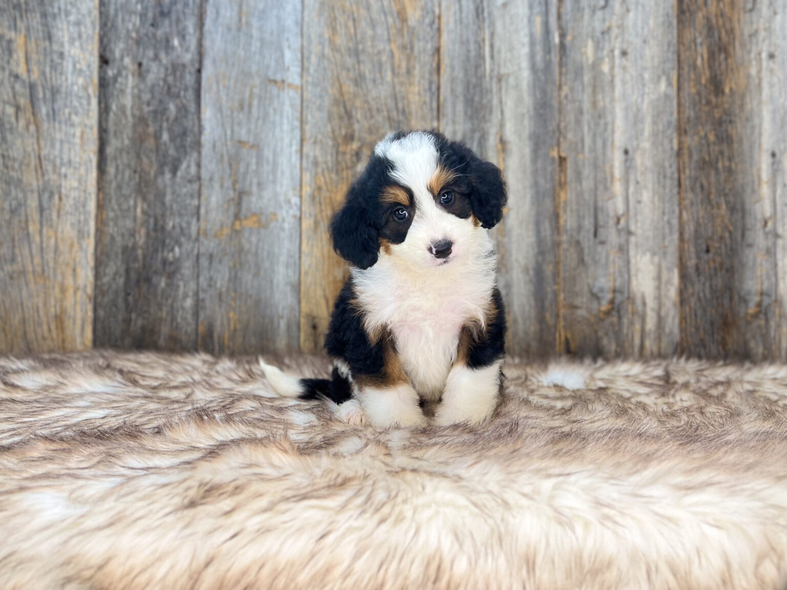I am just a tiny baby and would love to join your family soon! Of course, you can’t see how cute and curly I will be when I get older, so the Dog Club will send updated photos when I am about 6 to 7 weeks old, if you choose to adopt me. Infant puppy deposits are refundable or transferrable.