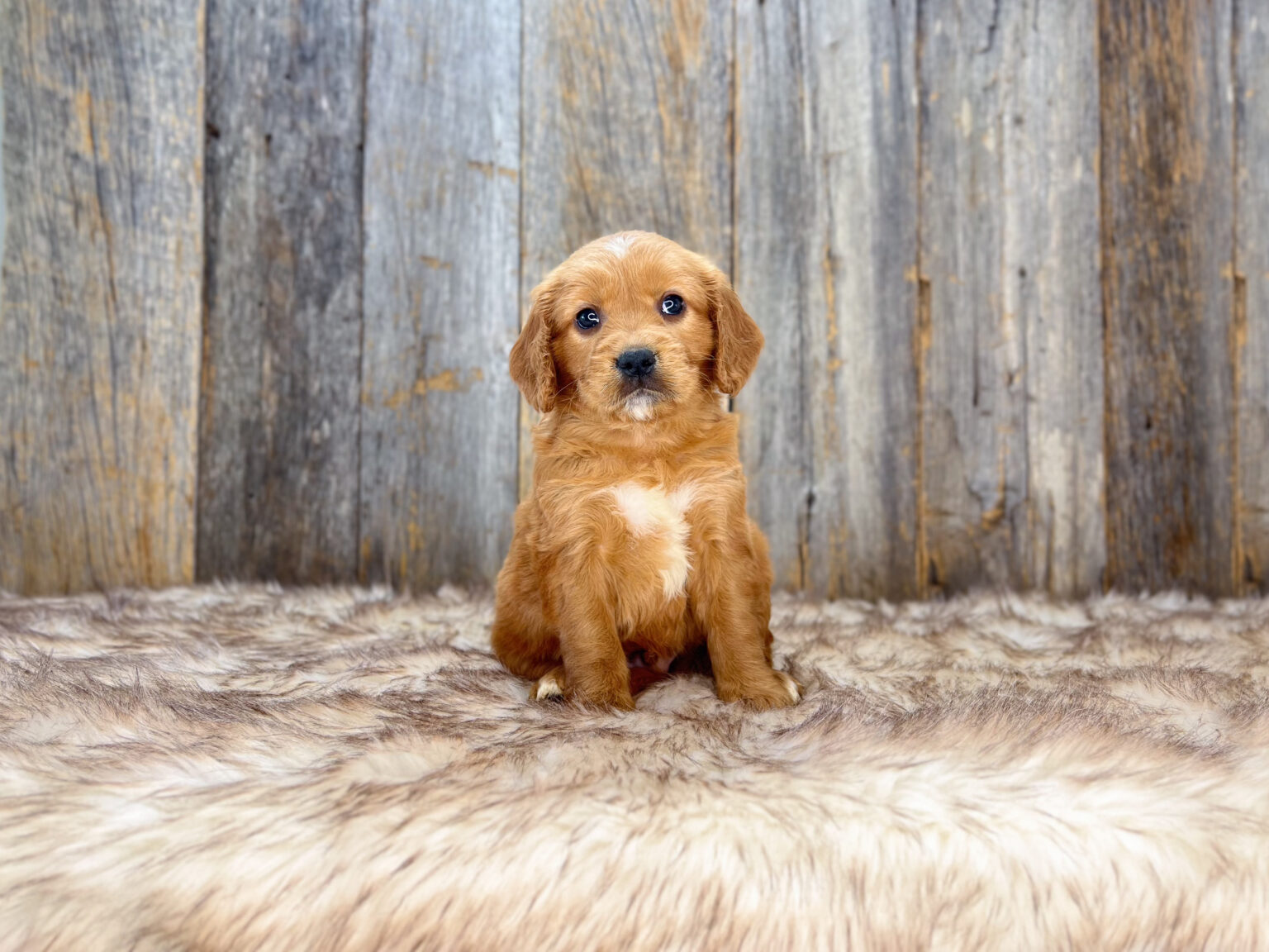 I am just a tiny baby and would love to join your family soon! Of course, you can’t see how cute and curly I will be when I get older, so the Dog Club will send updated photos when I am about 6 to 7 weeks old, if you choose to adopt me. Infant puppy deposits are refundable or transferrable.