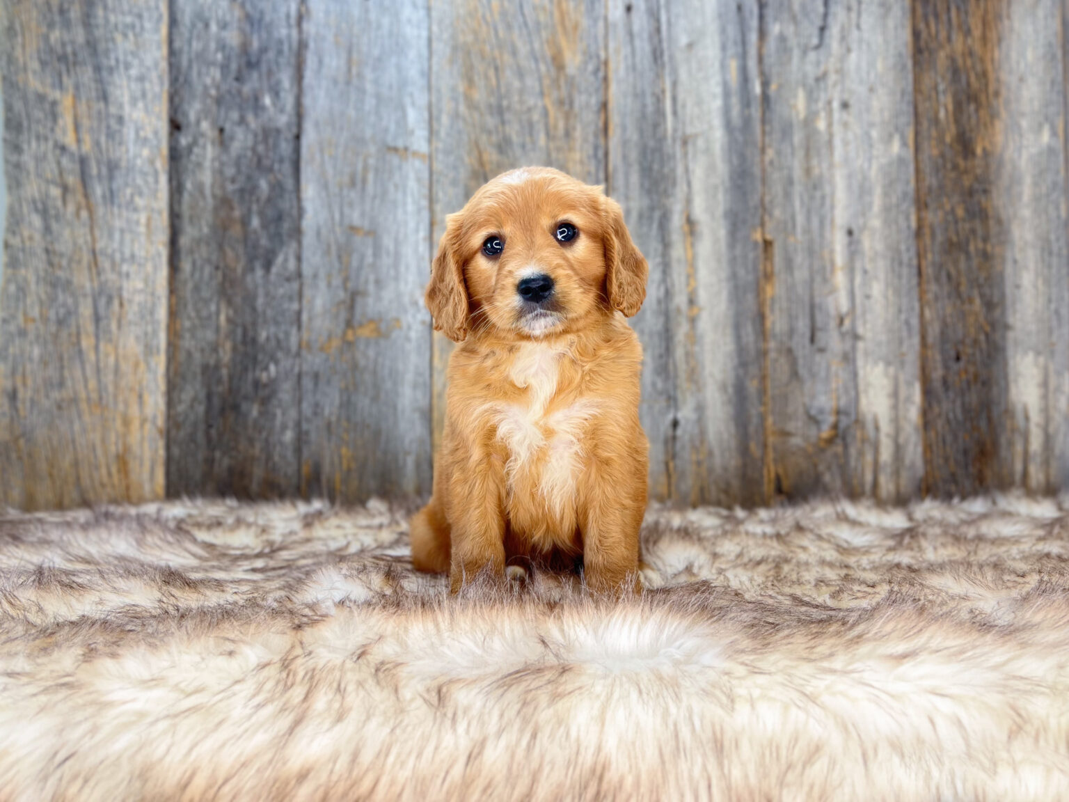 I am just a tiny baby and would love to join your family soon! Of course, you can’t see how cute and curly I will be when I get older, so the Dog Club will send updated photos when I am about 6 to 7 weeks old, if you choose to adopt me. Infant puppy deposits are refundable or transferrable.