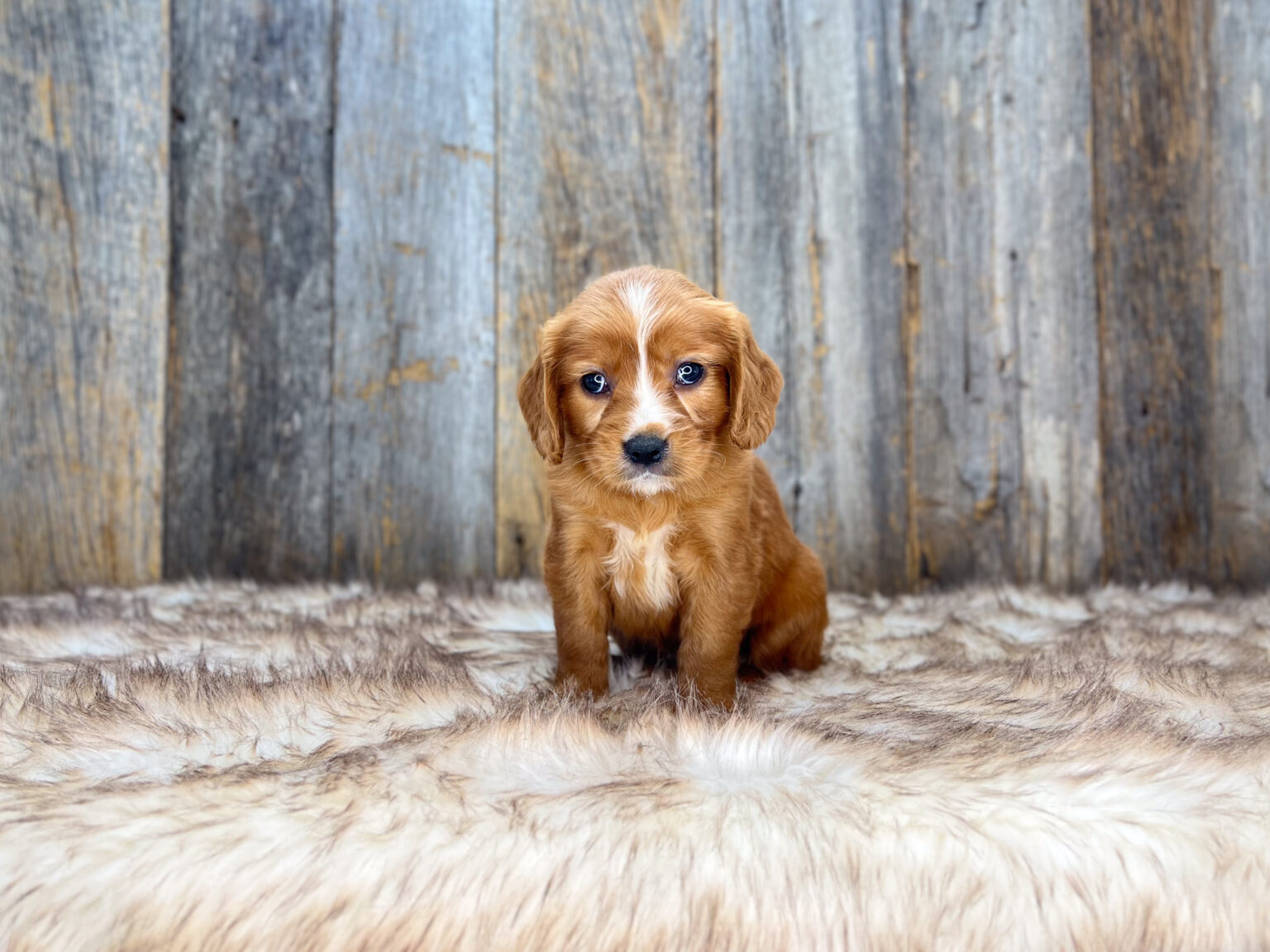 I am just a tiny baby and would love to join your family soon! Of course, you can’t see how cute and curly I will be when I get older, so the Dog Club will send updated photos when I am about 6 to 7 weeks old, if you choose to adopt me. Infant puppy deposits are refundable or transferrable.