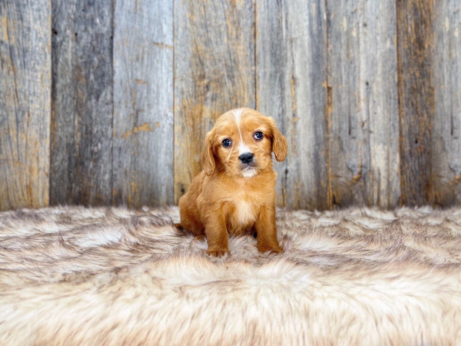 I am just a tiny baby and would love to join your family soon! Of course, you can’t see how cute and curly I will be when I get older, so the Dog Club will send updated photos when I am about 6 to 7 weeks old, if you choose to adopt me. Infant puppy deposits are refundable or transferrable.