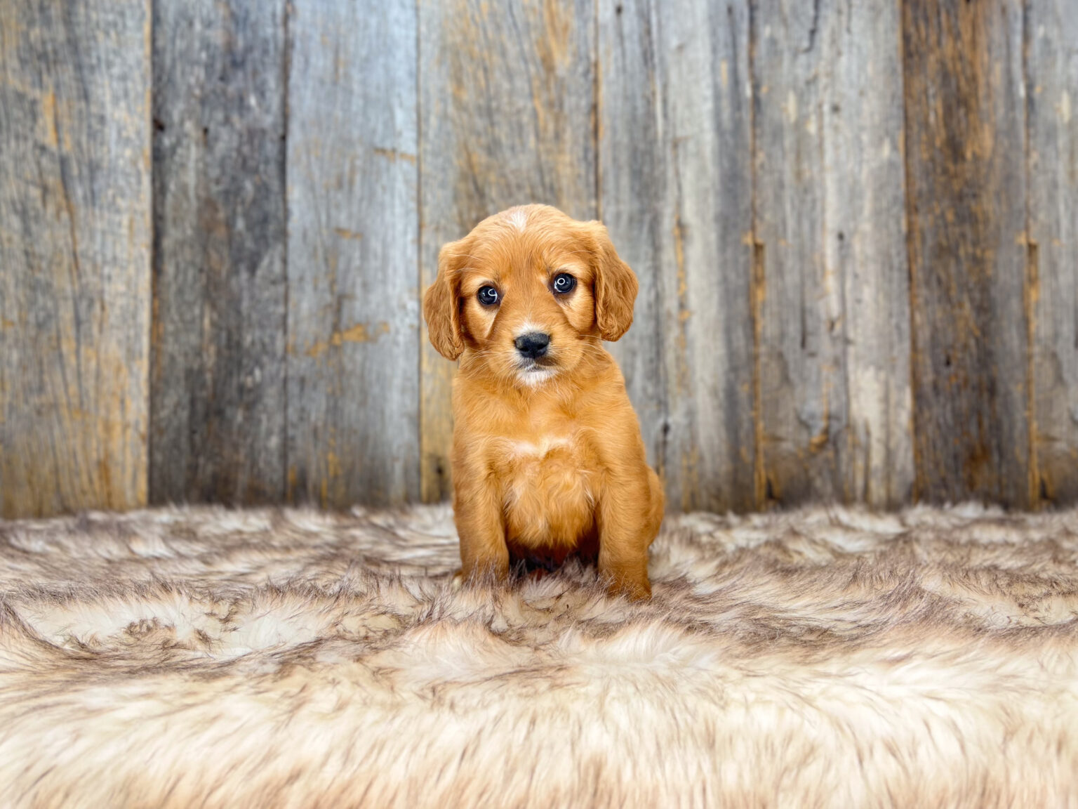 I am just a tiny baby and would love to join your family soon! Of course, you can’t see how cute and curly I will be when I get older, so the Dog Club will send updated photos when I am about 6 to 7 weeks old, if you choose to adopt me. Infant puppy deposits are refundable or transferrable.