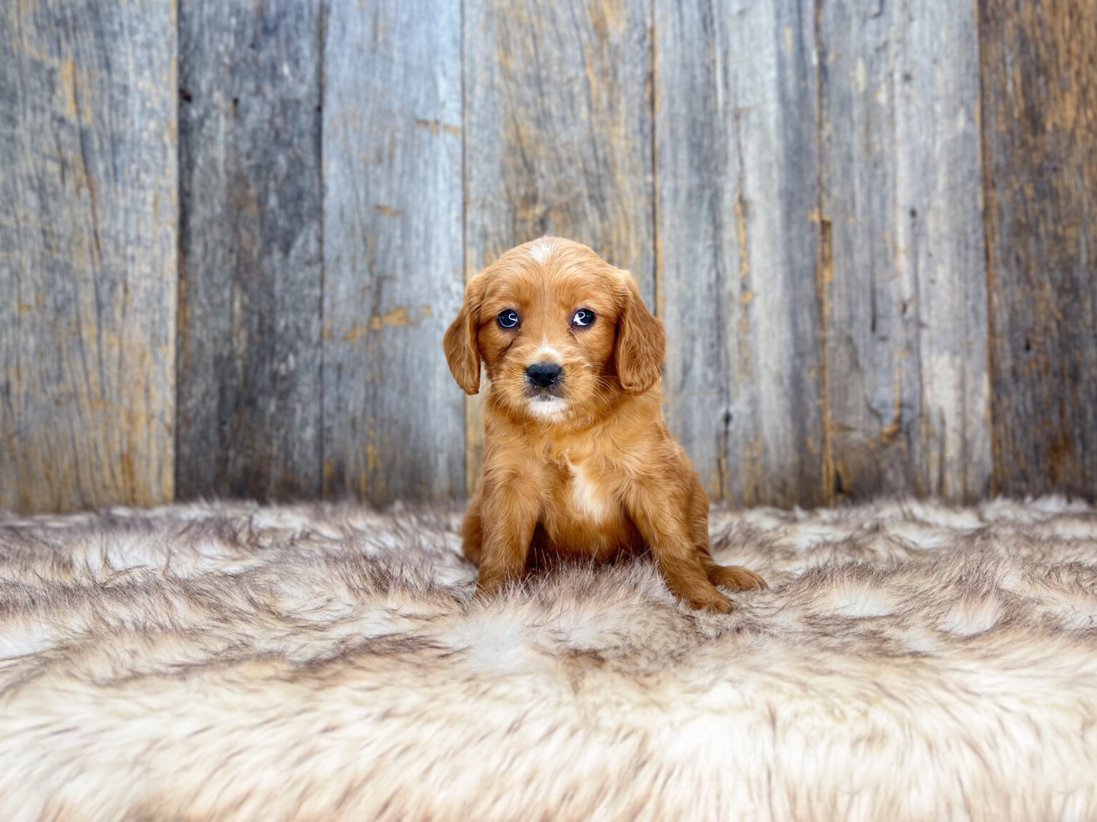I am just a tiny baby and would love to join your family soon! Of course, you can’t see how cute and curly I will be when I get older, so the Dog Club will send updated photos when I am about 6 to 7 weeks old, if you choose to adopt me. Infant puppy deposits are refundable or transferrable.