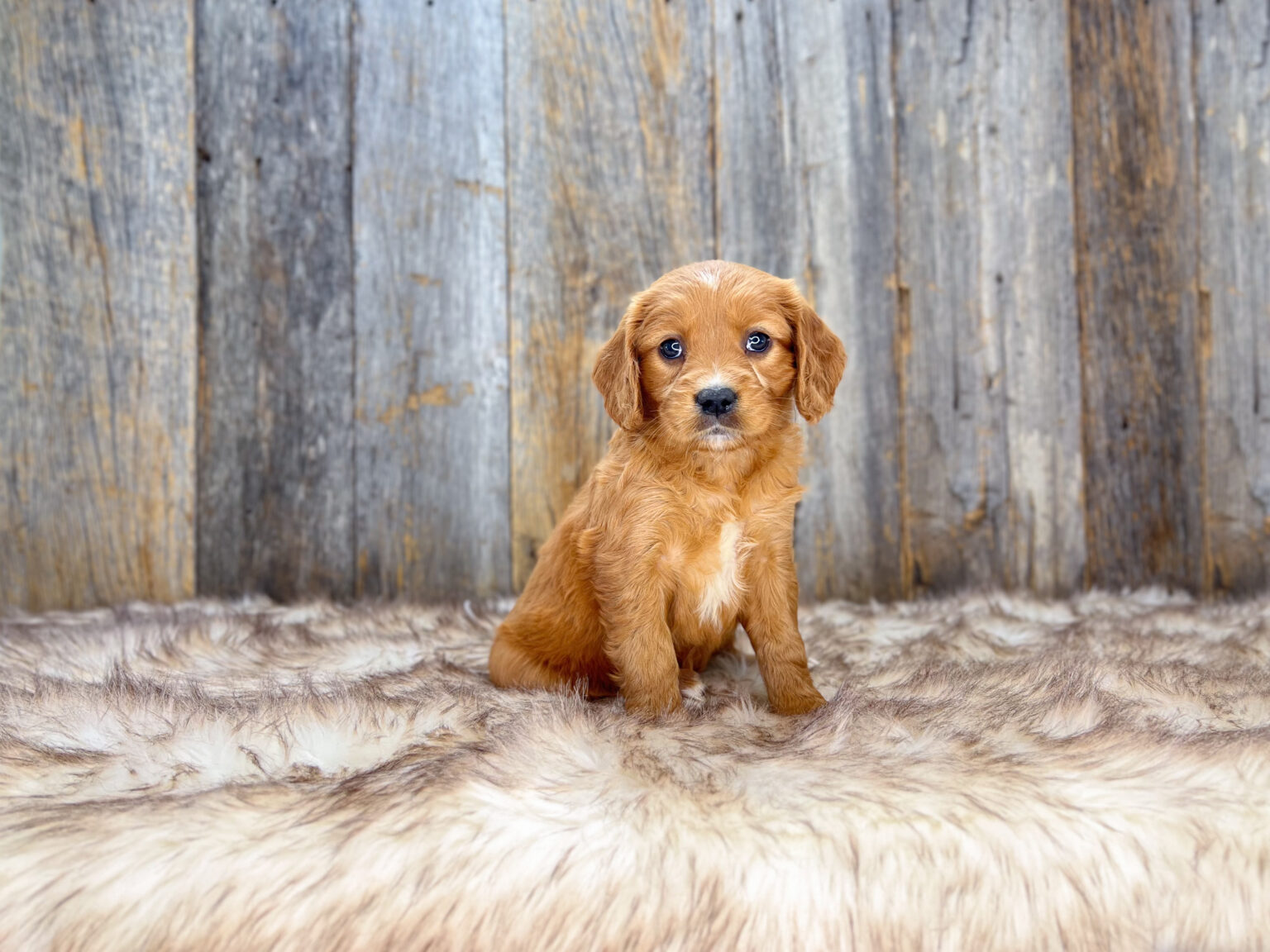 I am just a tiny baby and would love to join your family soon! Of course, you can’t see how cute and curly I will be when I get older, so the Dog Club will send updated photos when I am about 6 to 7 weeks old, if you choose to adopt me. Infant puppy deposits are refundable or transferrable.