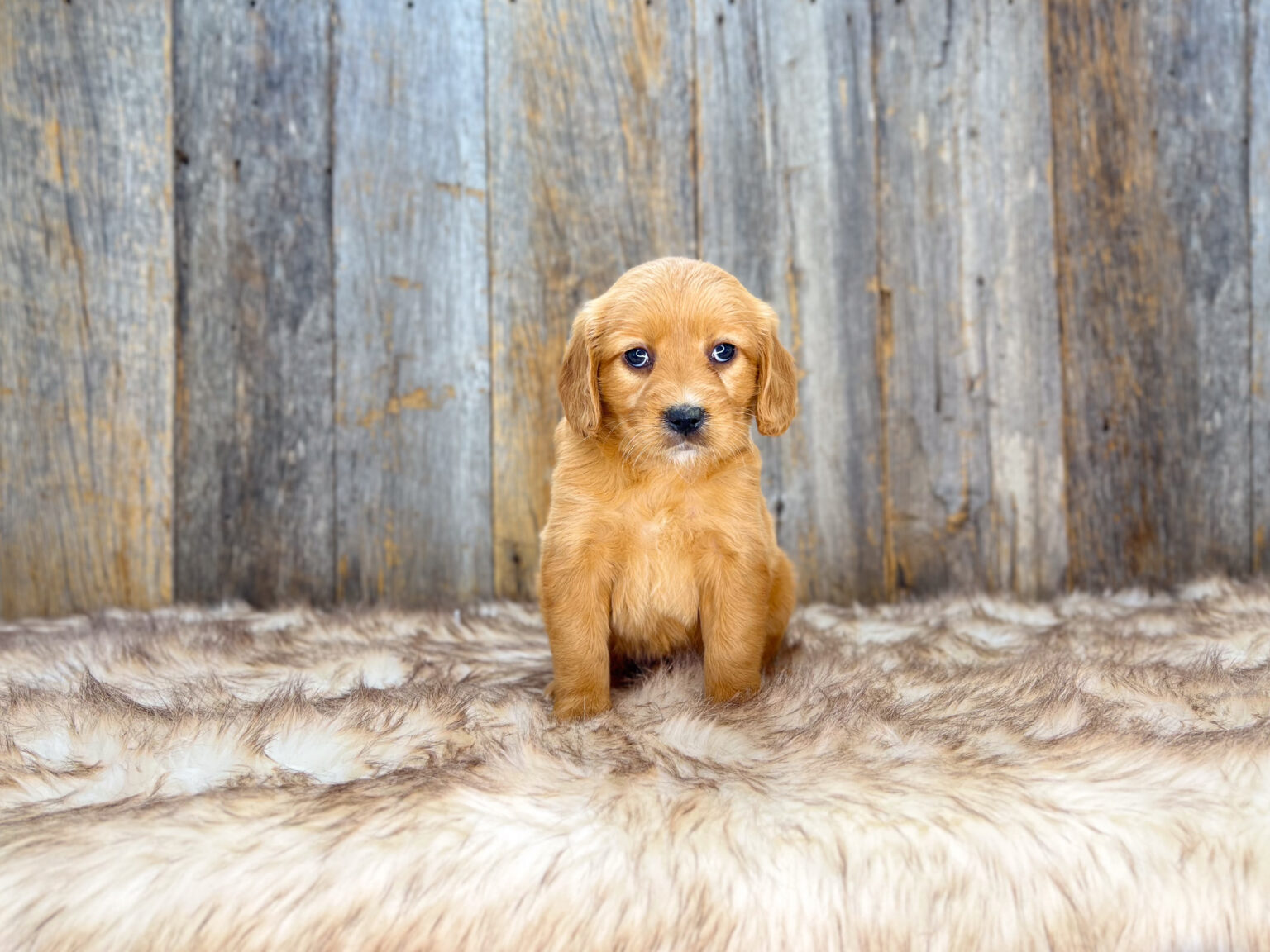 I am just a tiny baby and would love to join your family soon! Of course, you can’t see how cute and curly I will be when I get older, so the Dog Club will send updated photos when I am about 6 to 7 weeks old, if you choose to adopt me. Infant puppy deposits are refundable or transferrable.