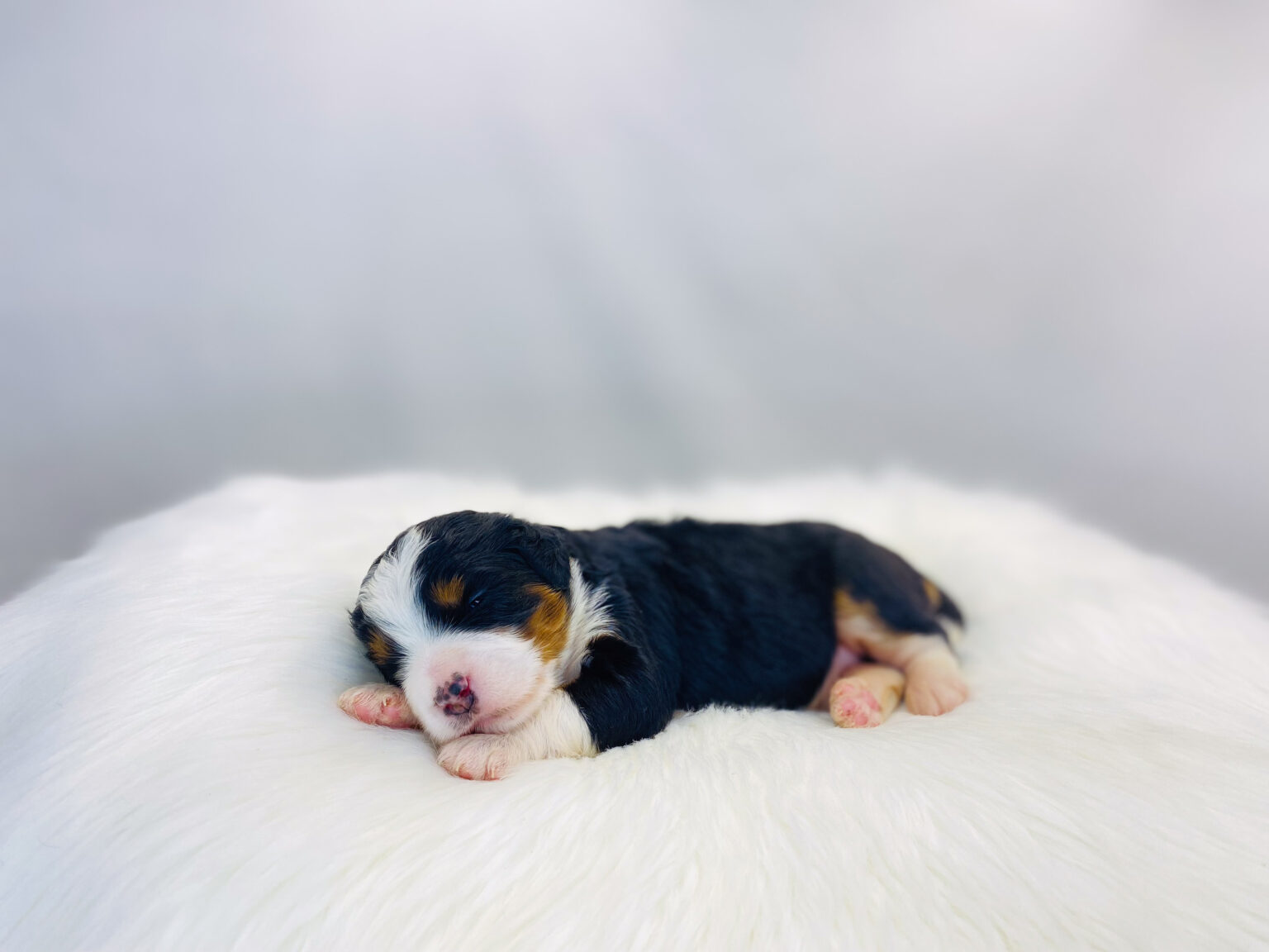 I am just a tiny baby and would love to join your family soon! Of course, you can’t see how cute and curly I will be when I get older, so the Dog Club will send updated photos when I am about 6 to 7 weeks old, if you choose to adopt me. Infant puppy deposits are refundable or transferrable.