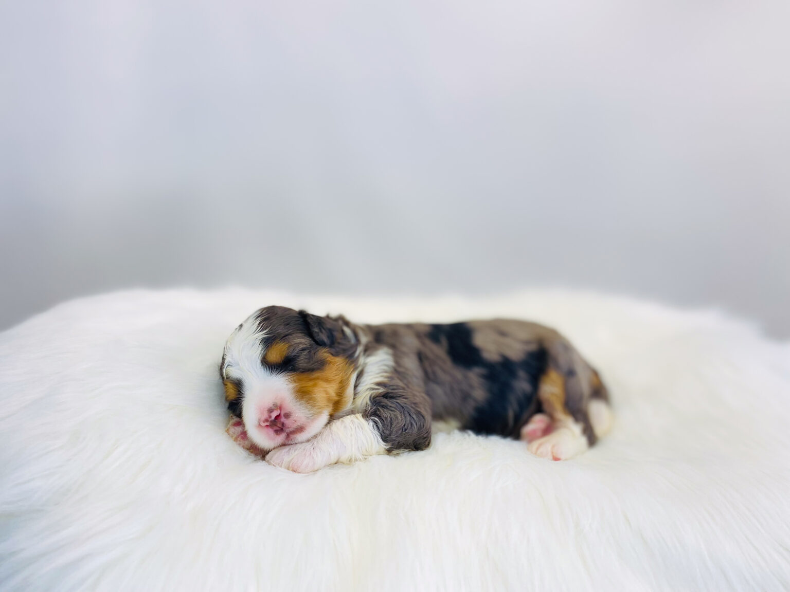 I am just a tiny baby and would love to join your family soon! Of course, you can’t see how cute and curly I will be when I get older, so the Dog Club will send updated photos when I am about 6 to 7 weeks old, if you choose to adopt me. Infant puppy deposits are refundable or transferrable.