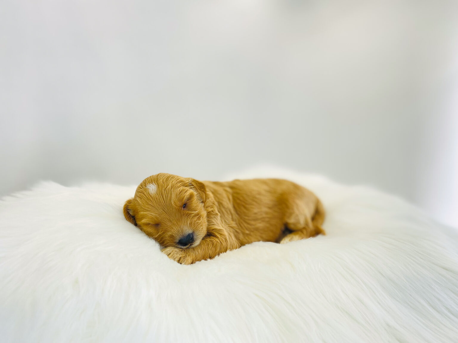 I am just a tiny baby and would love to join your family soon! Of course, you can’t see how cute and curly I will be when I get older, so the Dog Club will send updated photos when I am about 6 to 7 weeks old, if you choose to adopt me. Infant puppy deposits are refundable or transferrable.