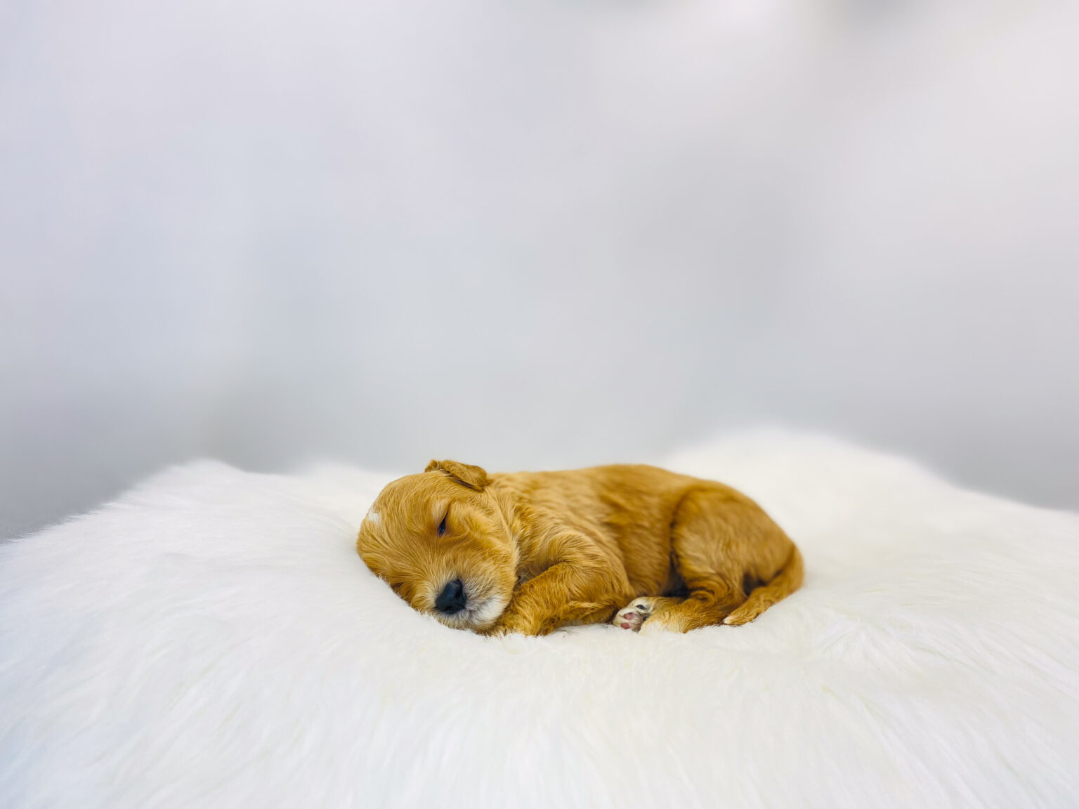 I am just a tiny baby and would love to join your family soon! Of course, you can’t see how cute and curly I will be when I get older, so the Dog Club will send updated photos when I am about 6 to 7 weeks old, if you choose to adopt me. Infant puppy deposits are refundable or transferrable.