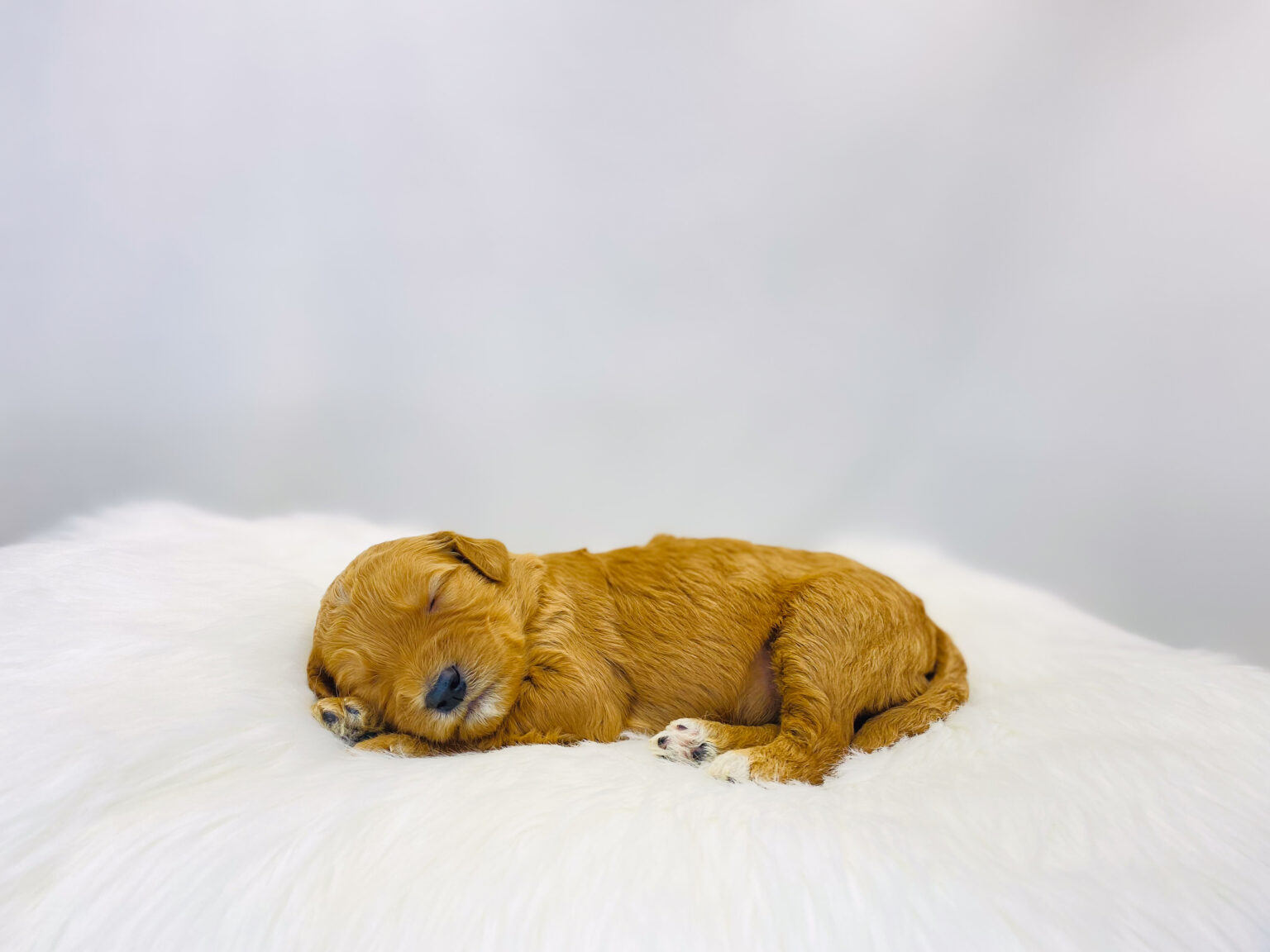 I am just a tiny baby and would love to join your family soon! Of course, you can’t see how cute and curly I will be when I get older, so the Dog Club will send updated photos when I am about 6 to 7 weeks old, if you choose to adopt me. Infant puppy deposits are refundable or transferrable.