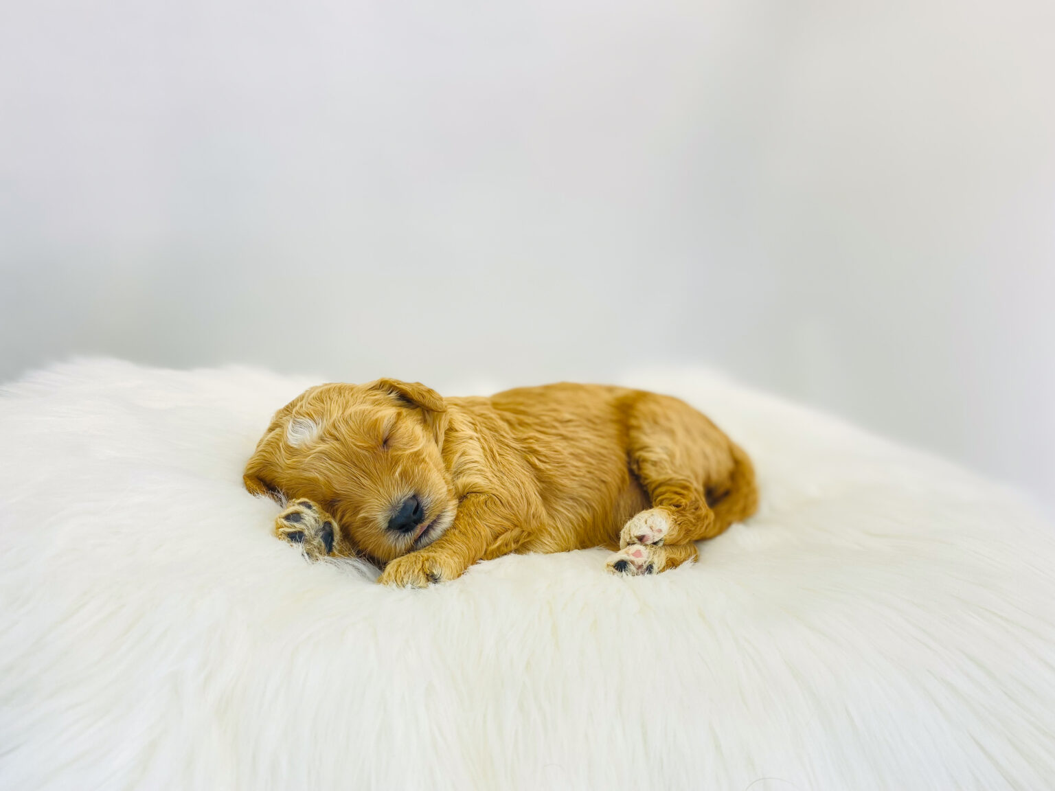 I am just a tiny baby and would love to join your family soon! Of course, you can’t see how cute and curly I will be when I get older, so the Dog Club will send updated photos when I am about 6 to 7 weeks old, if you choose to adopt me. Infant puppy deposits are refundable or transferrable.
