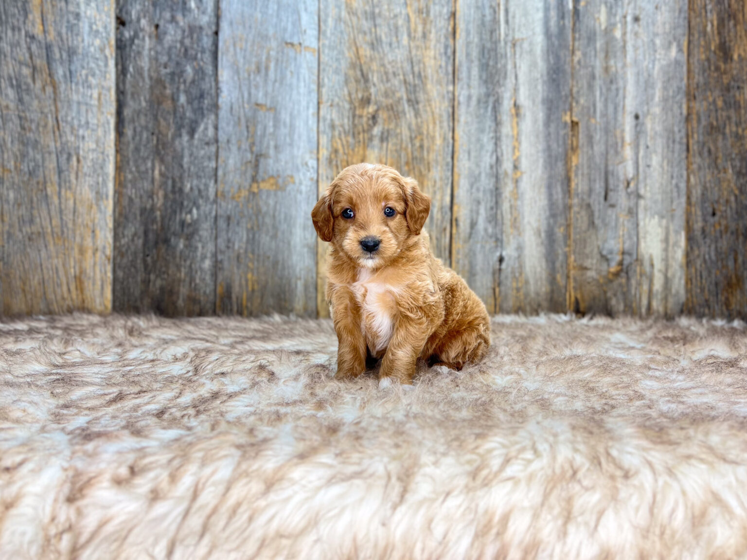 I am just a tiny baby and would love to join your family soon! Of course, you can’t see how cute and curly I will be when I get older, so the Dog Club will send updated photos when I am about 6 to 7 weeks old, if you choose to adopt me. Infant puppy deposits are refundable or transferrable.