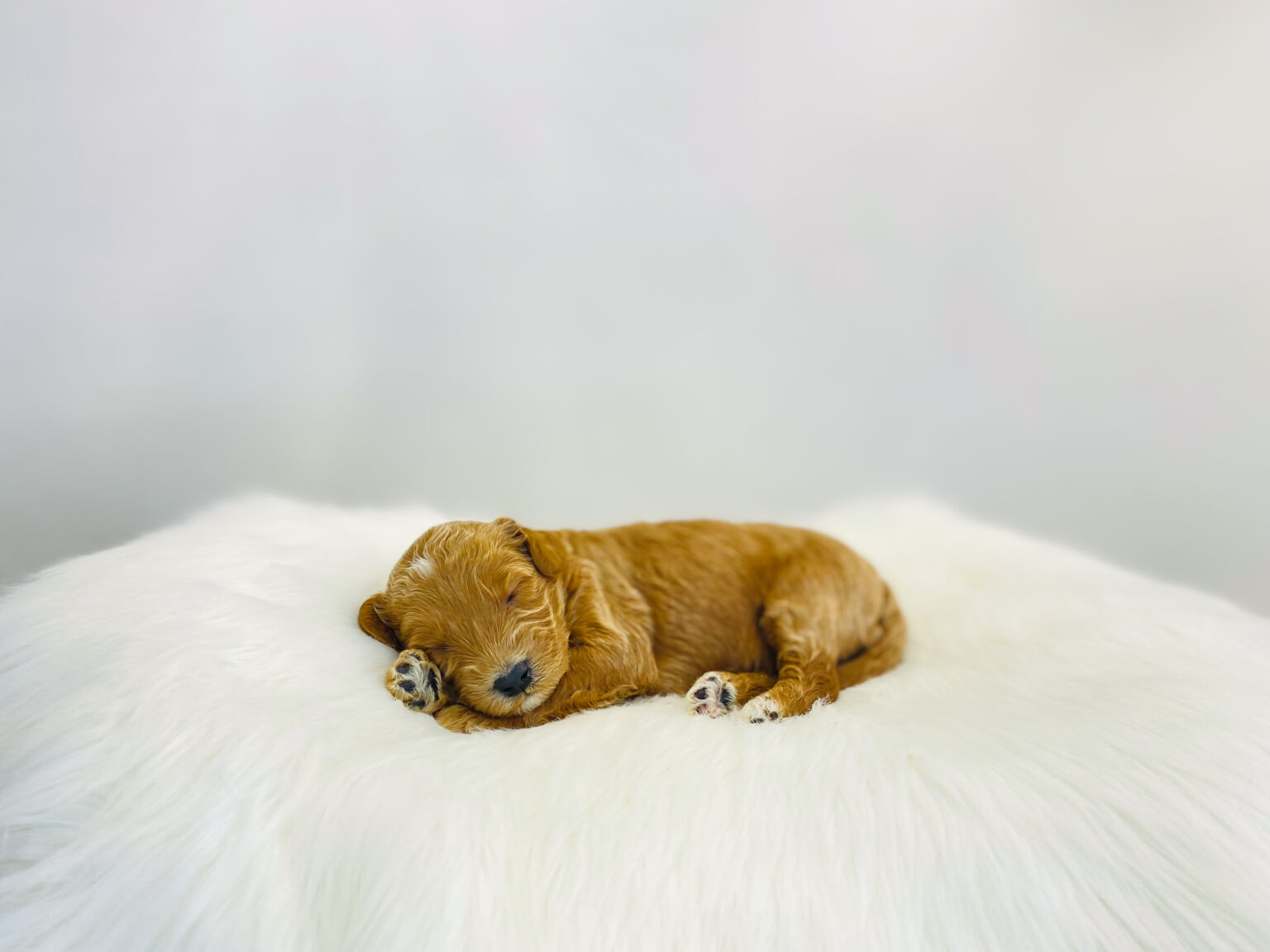 I am just a tiny baby and would love to join your family soon! Of course, you can’t see how cute and curly I will be when I get older, so the Dog Club will send updated photos when I am about 6 to 7 weeks old, if you choose to adopt me. Infant puppy deposits are refundable or transferrable.