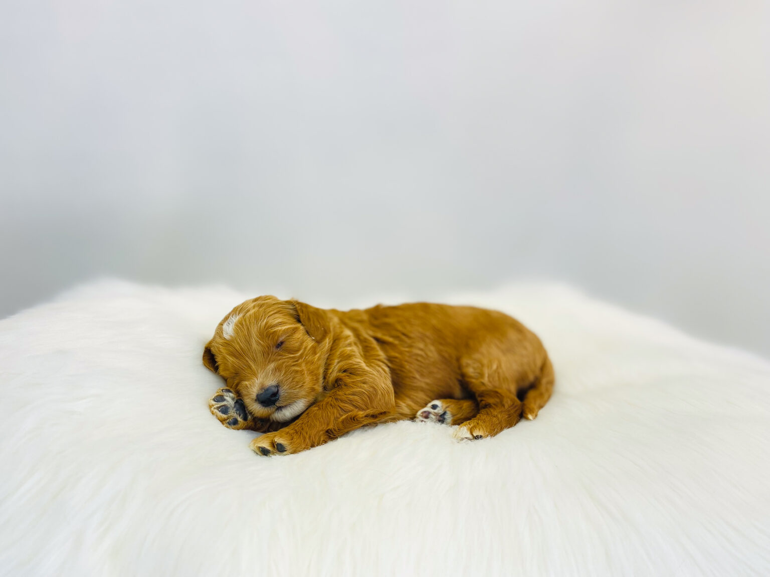 I am just a tiny baby and would love to join your family soon! Of course, you can’t see how cute and curly I will be when I get older, so the Dog Club will send updated photos when I am about 6 to 7 weeks old, if you choose to adopt me. Infant puppy deposits are refundable or transferrable.