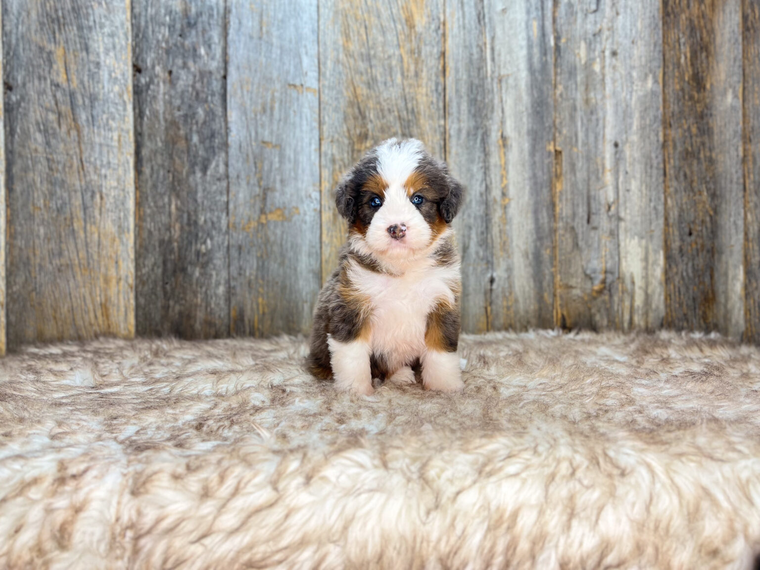 I am just a tiny baby and would love to join your family soon! Of course, you can’t see how cute and curly I will be when I get older, so the Dog Club will send updated photos when I am about 6 to 7 weeks old, if you choose to adopt me. Infant puppy deposits are refundable or transferrable.